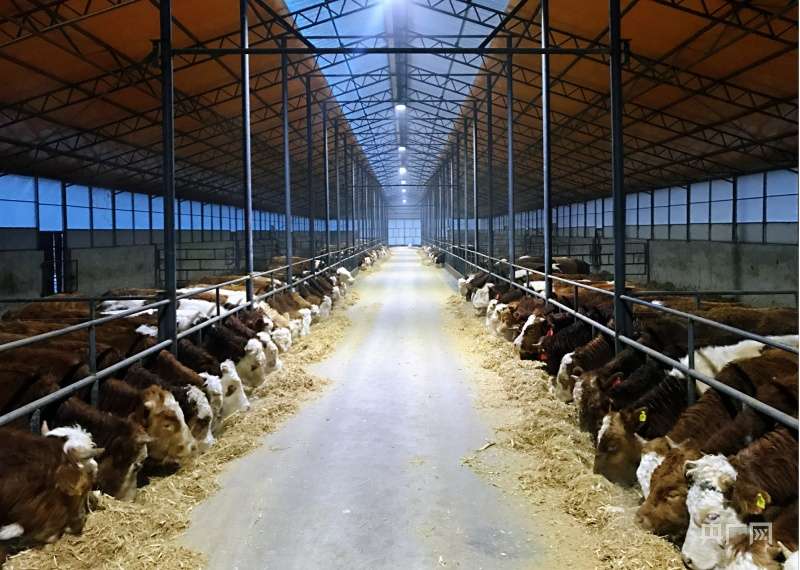 【开局十四五】吉林:沃土黄金带提质稳粮仓 冰雪风光电振兴新引擎