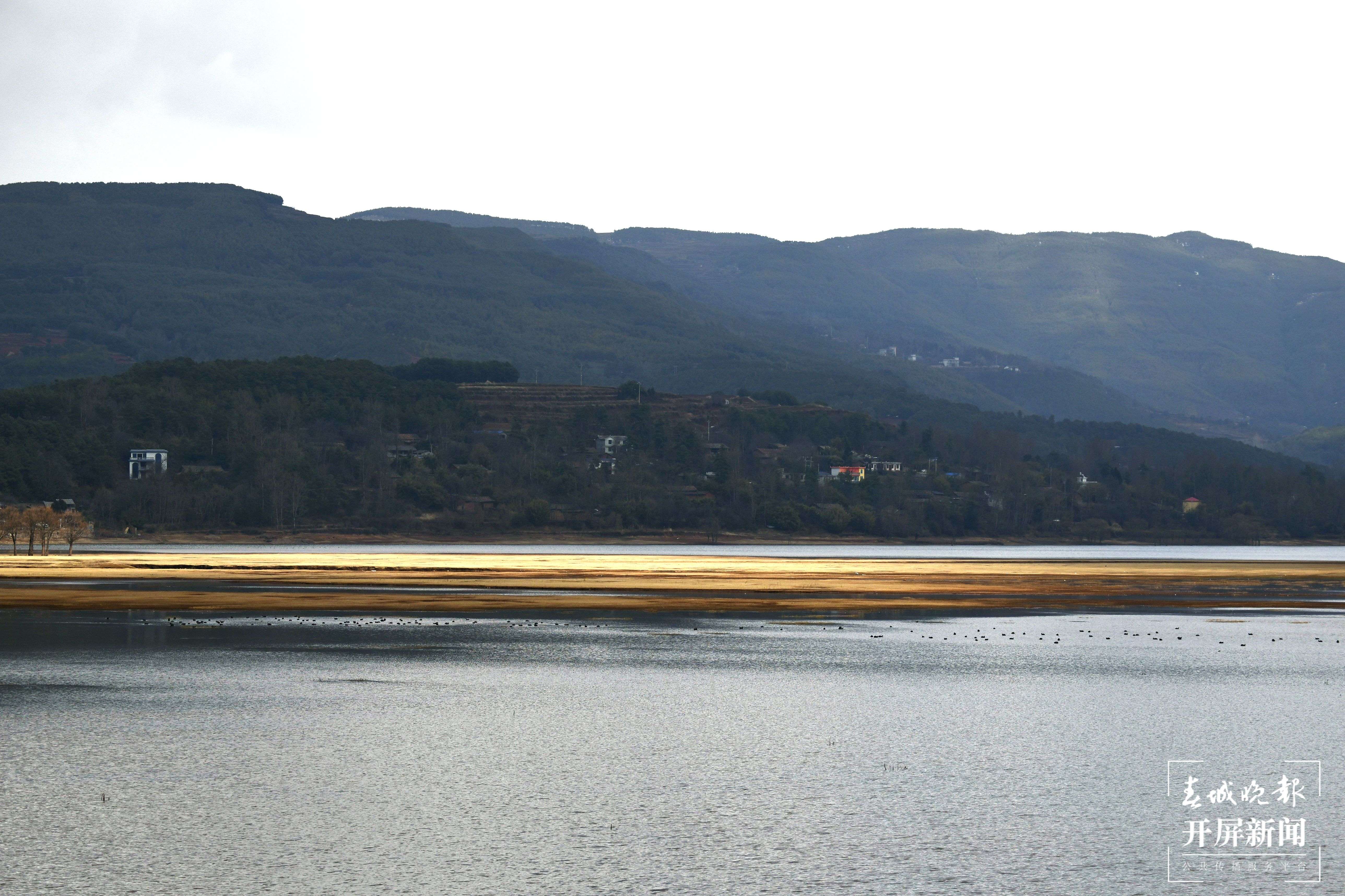 曲靖会泽黑颈鹤(开屏新闻记者 蒋琼波 通讯员 袁嵘 代红炀 摄)