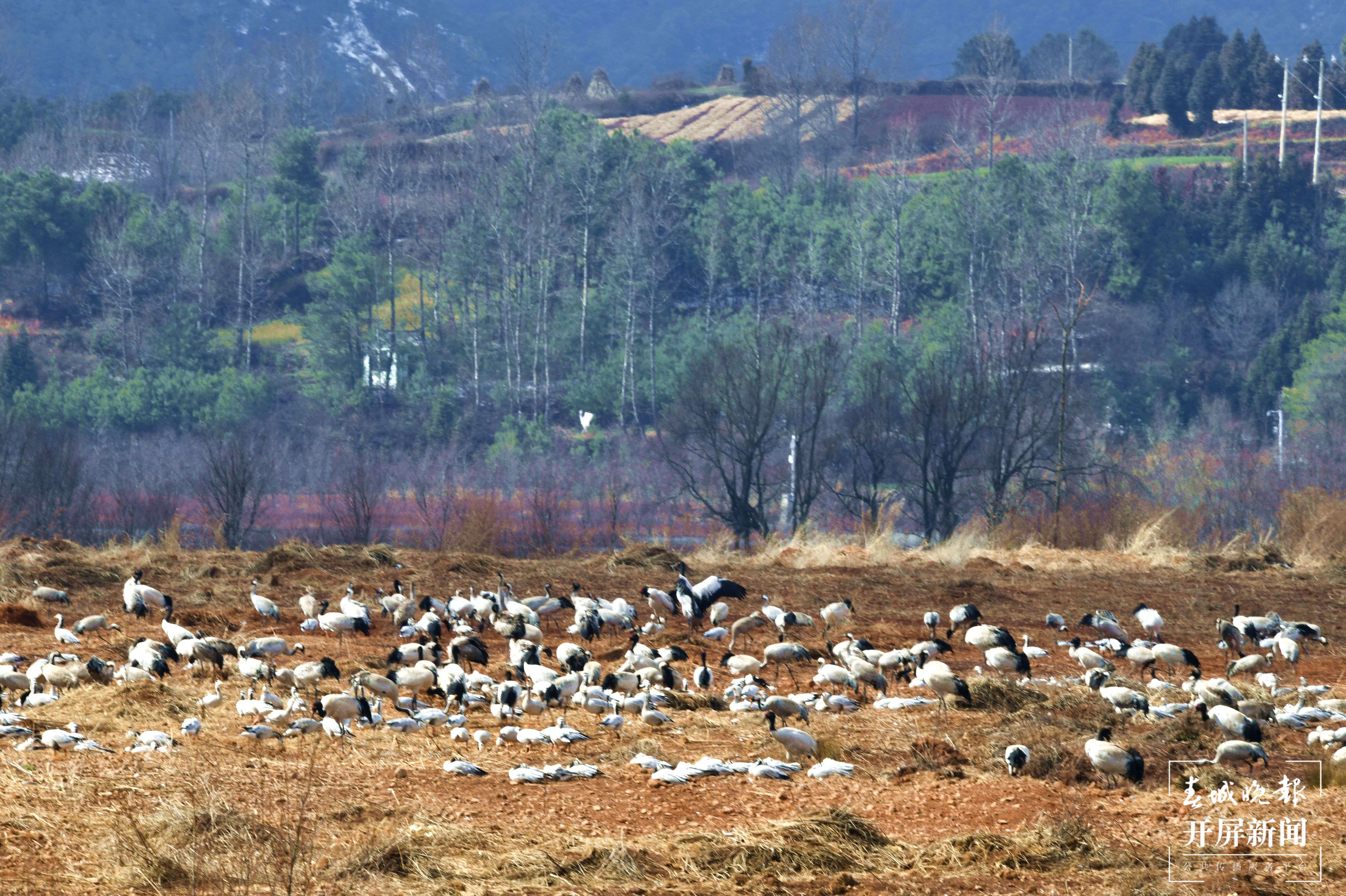 曲靖会泽黑颈鹤(开屏新闻记者 蒋琼波 通讯员 袁嵘 代红炀 摄)