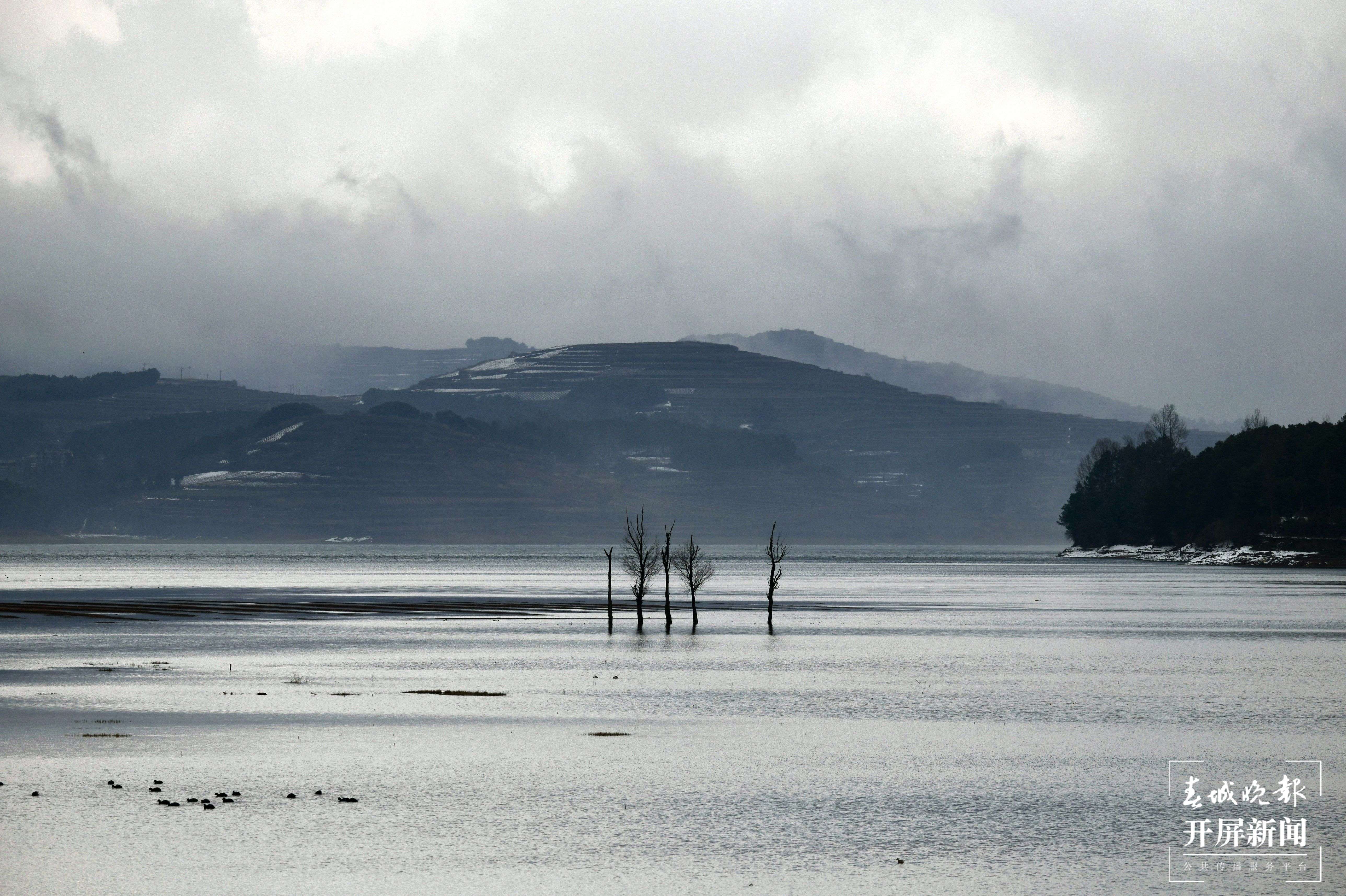 曲靖会泽黑颈鹤(开屏新闻记者 蒋琼波 通讯员 袁嵘 代红炀 摄)