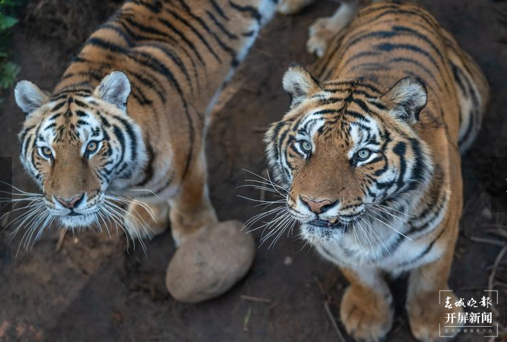 春节期间云南野生动物园狮虎山庄迎数万游客 云南野生动物园 供图