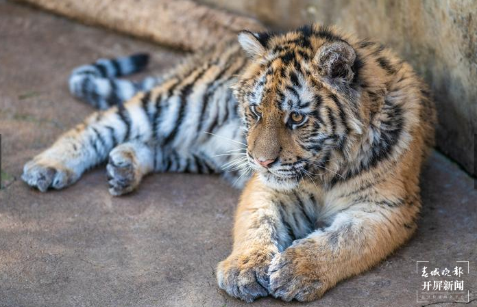 春节期间云南野生动物园狮虎山庄迎数万游客 云南野生动物园 供图