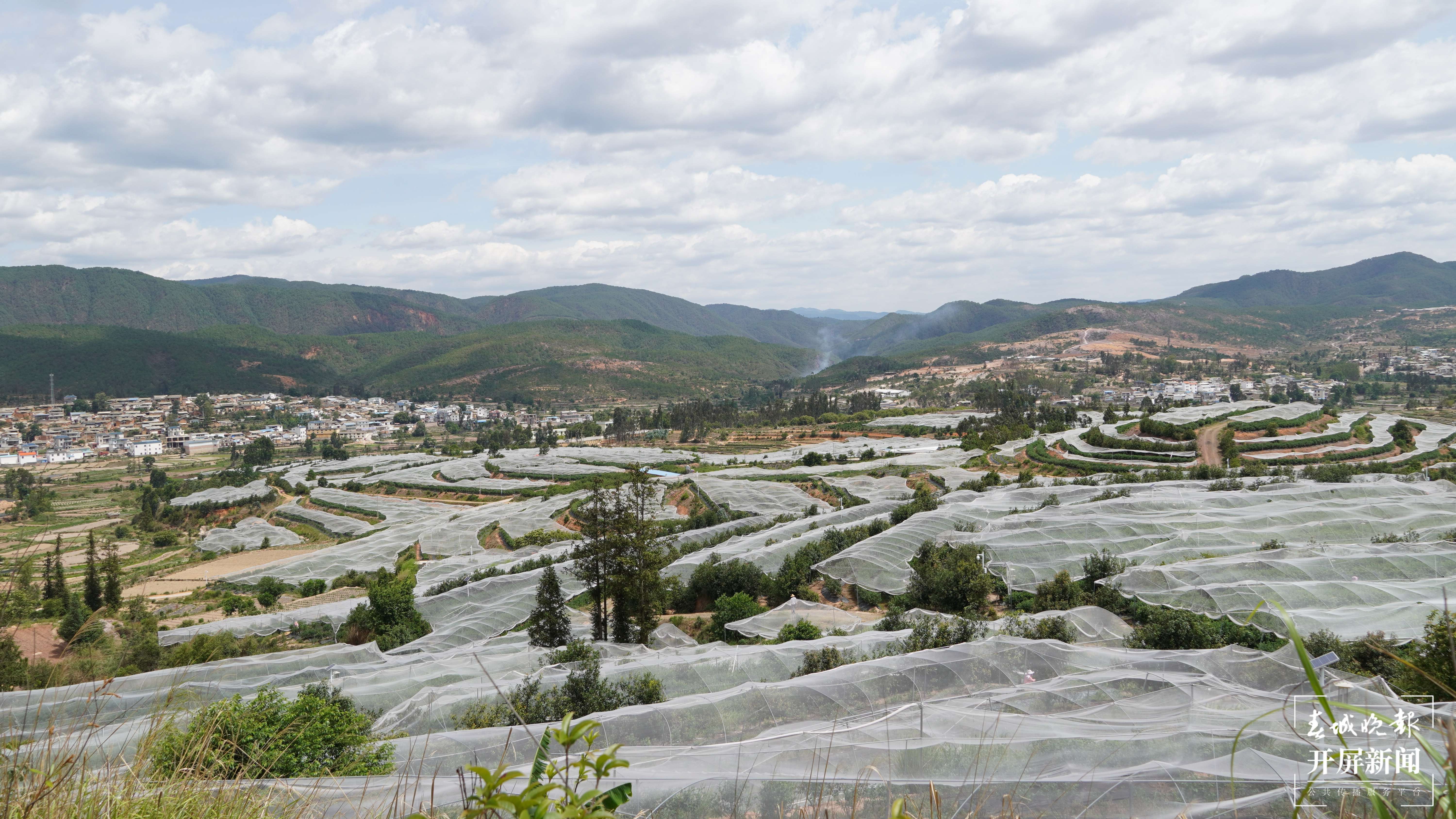 【最美乡愁话建水】小果果大产业 曲江蓝莓甜万家