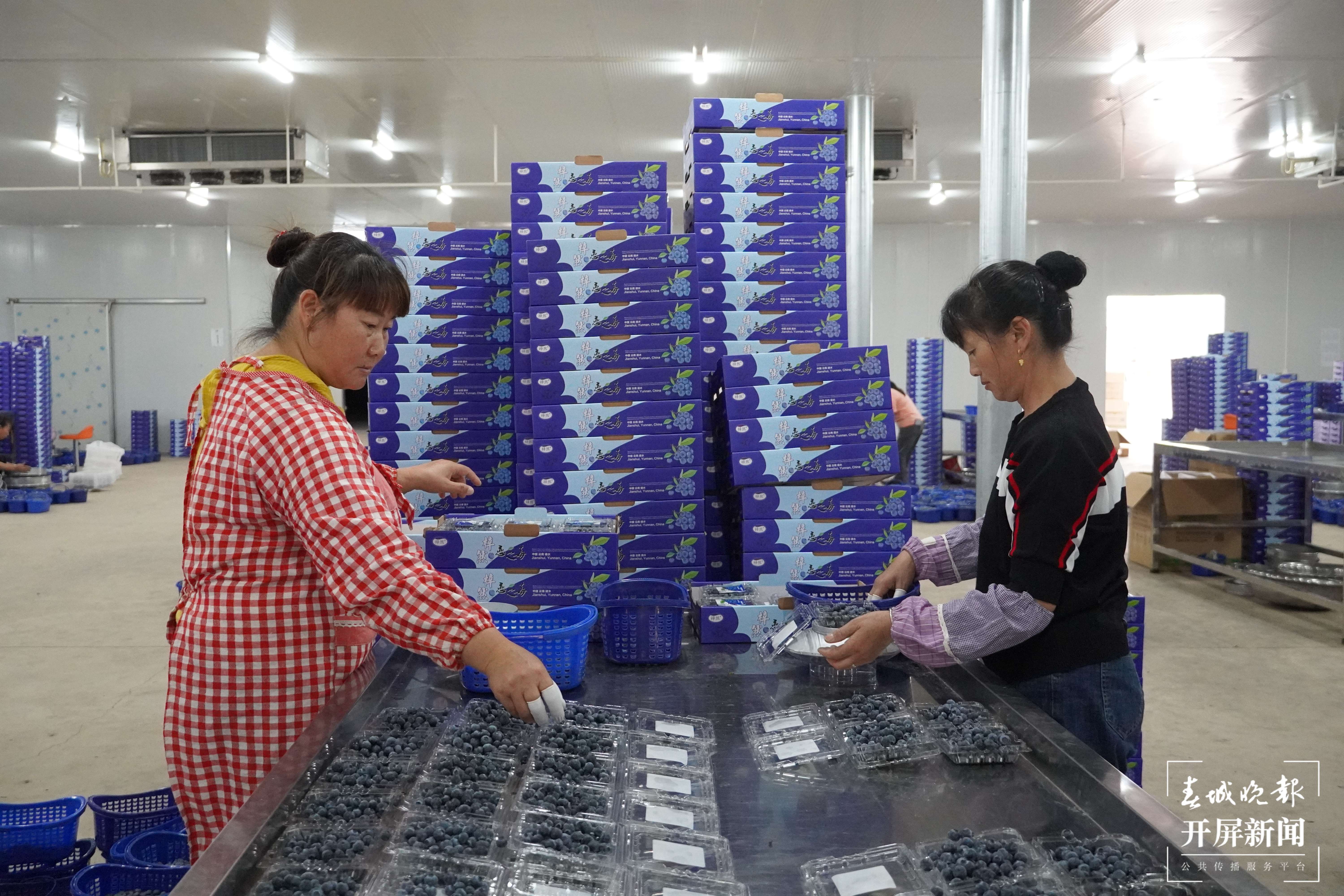 【最美乡愁话建水】小果果大产业 曲江蓝莓甜万家