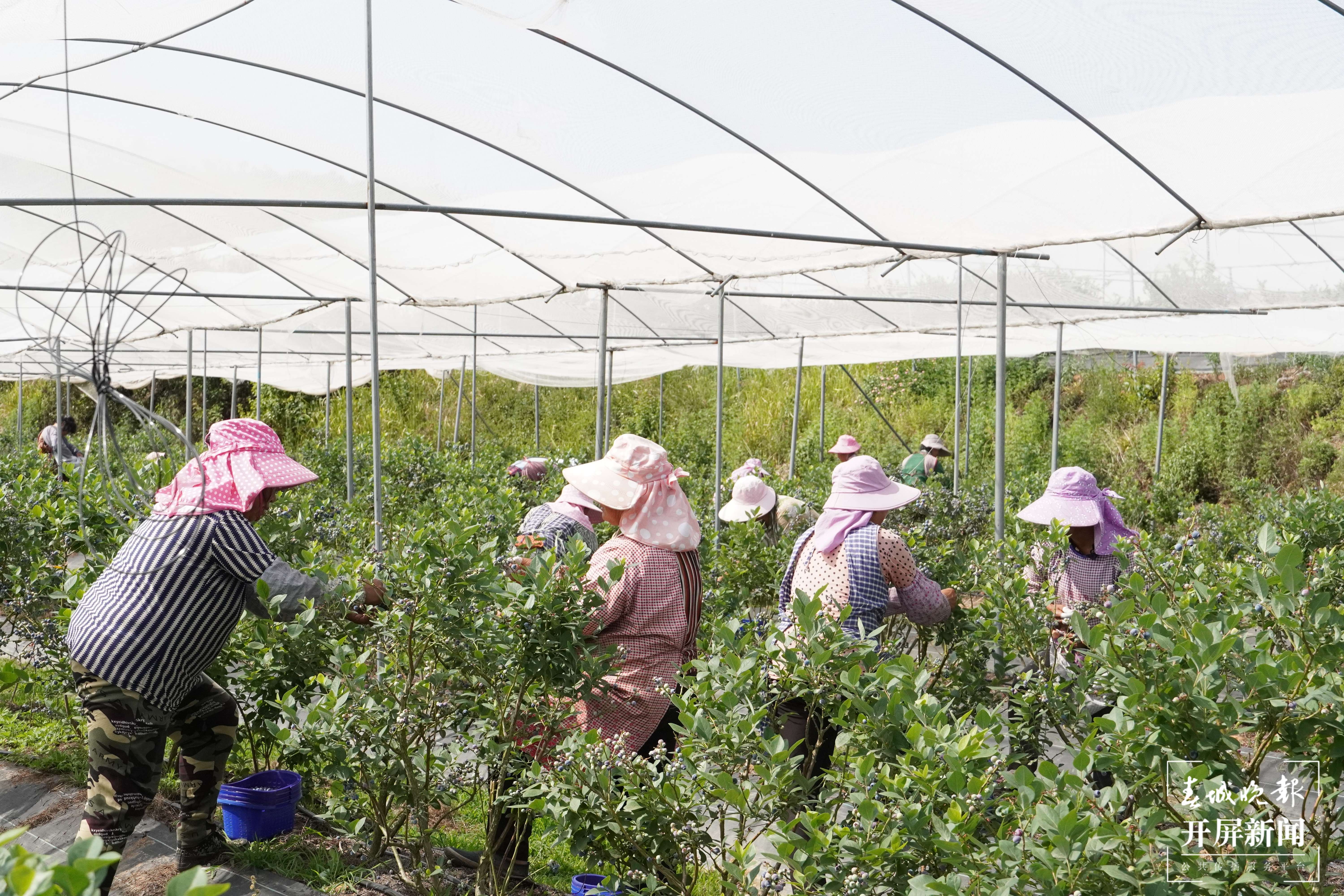 【最美乡愁话建水】小果果大产业 曲江蓝莓甜万家