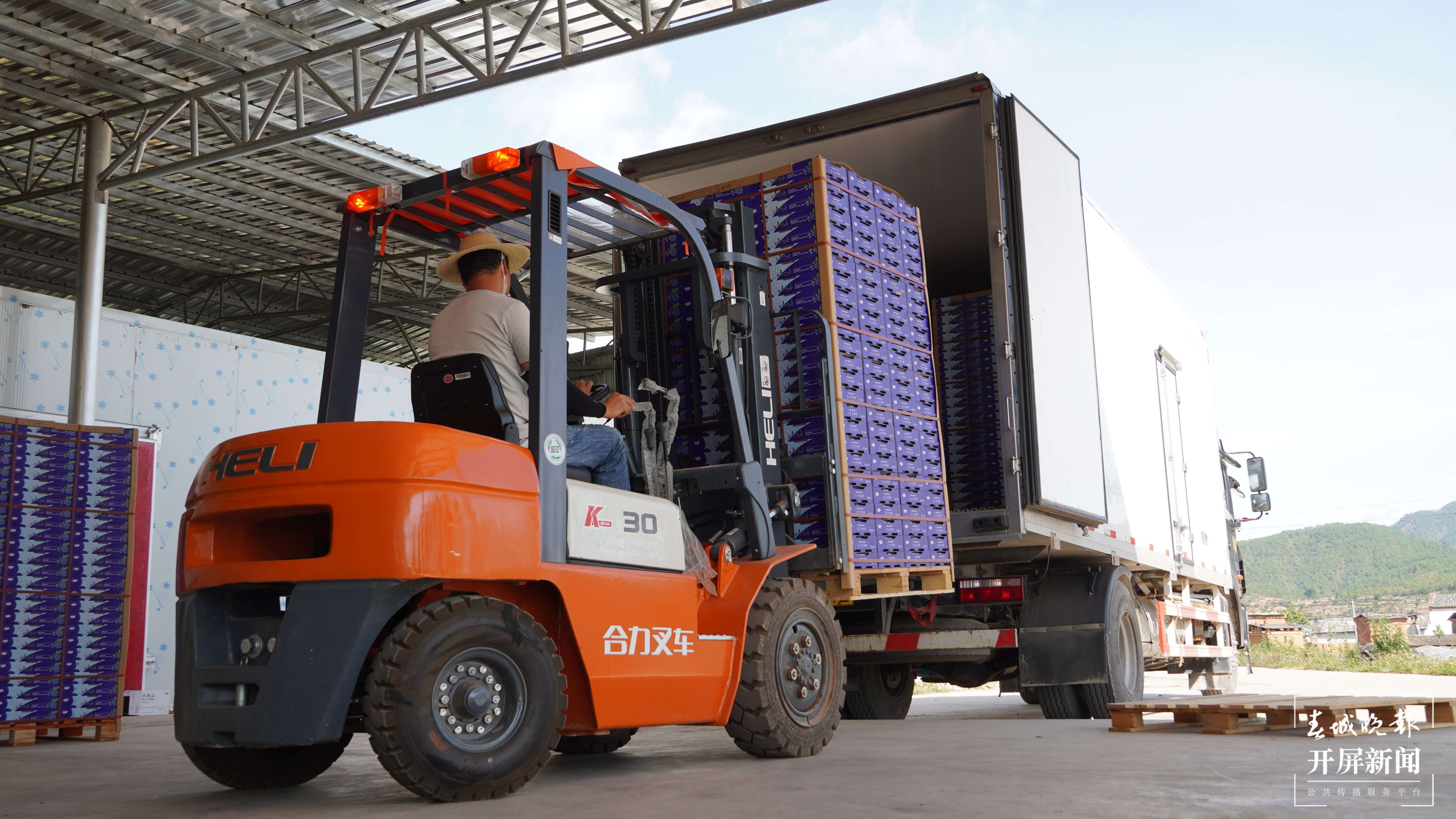 【最美乡愁话建水】小果果大产业 曲江蓝莓甜万家