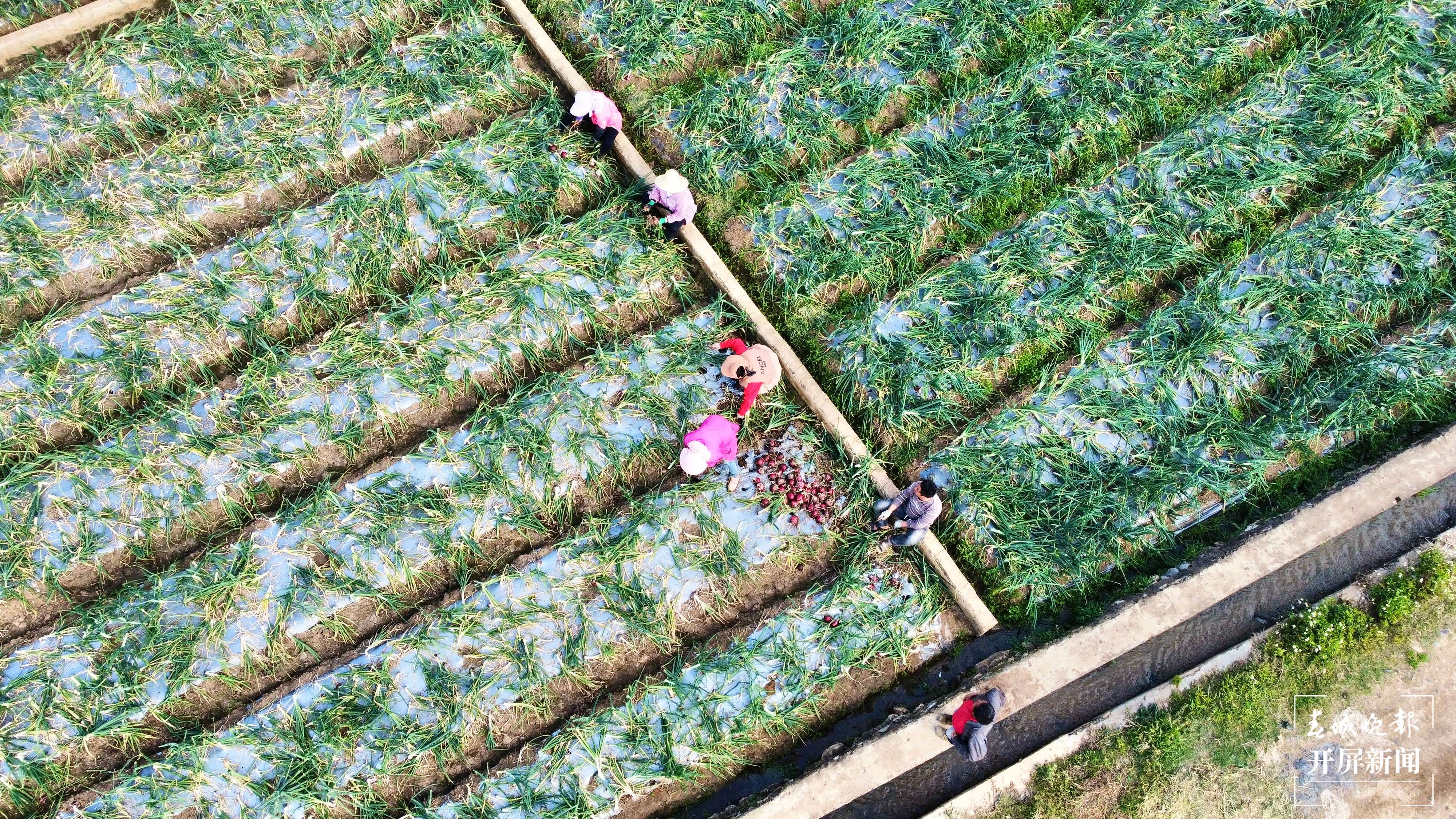 【最美乡愁话建水】面甸洋葱辣 村民日子甜