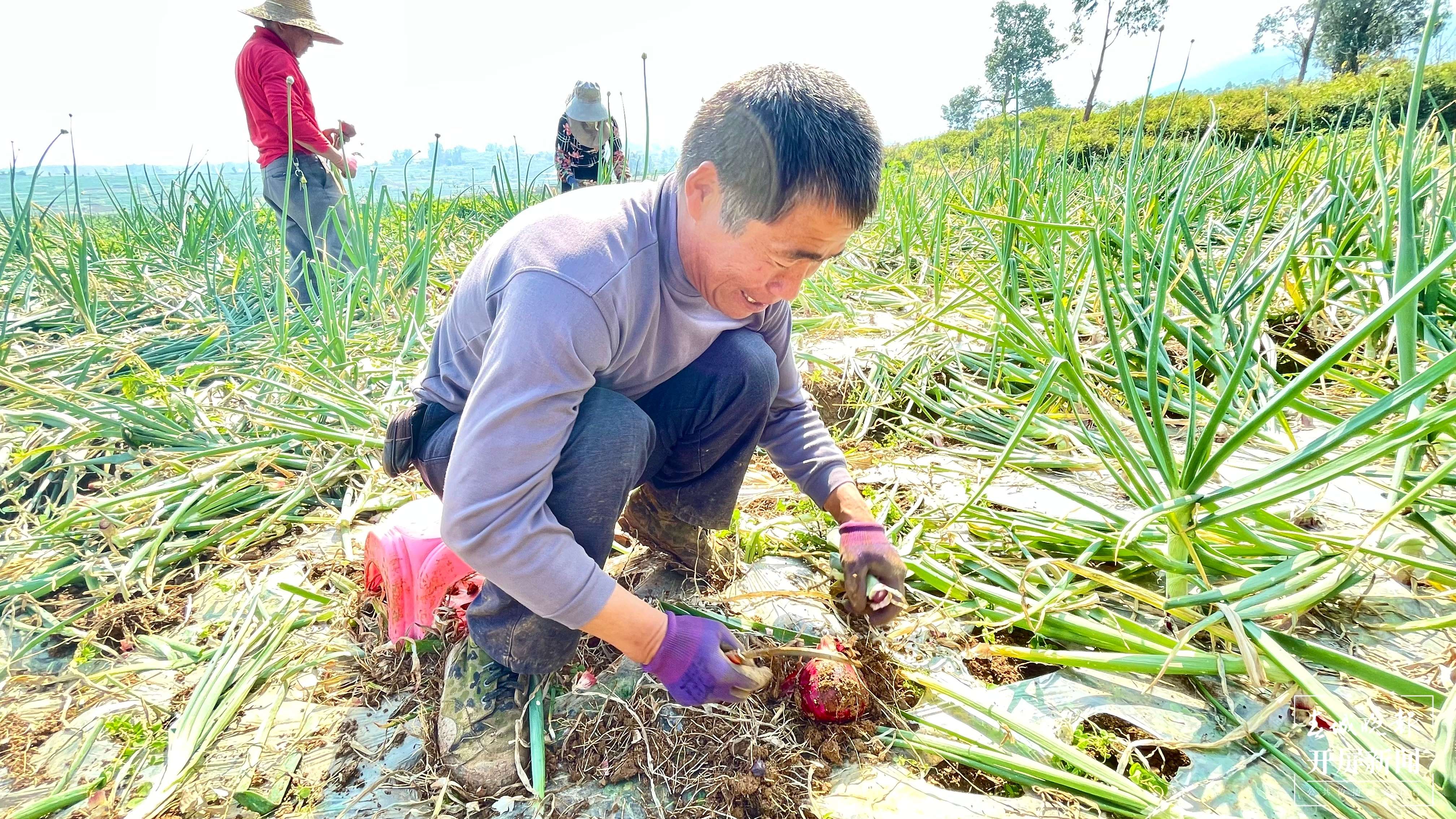 【最美乡愁话建水】面甸洋葱辣 村民日子甜