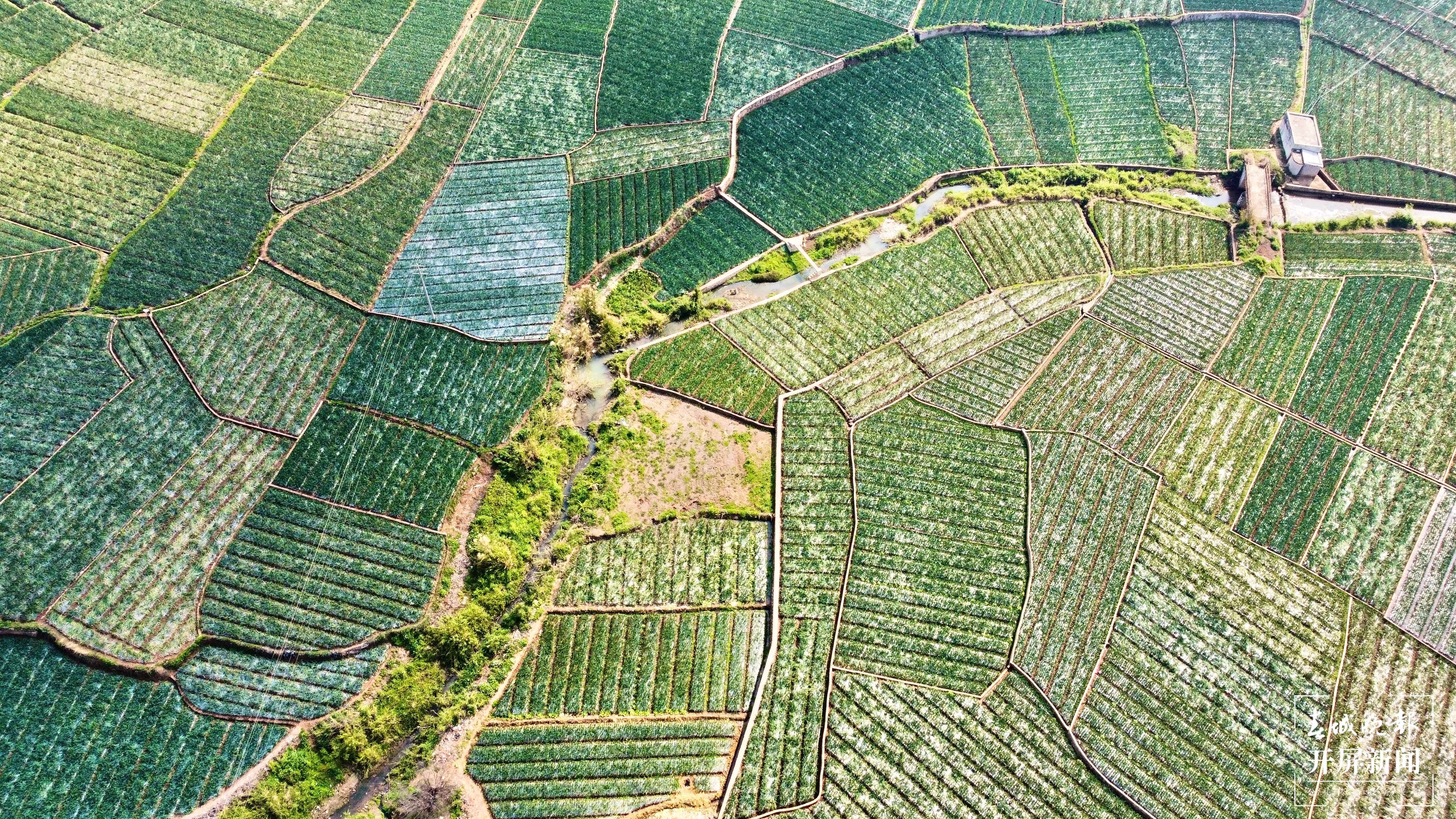 【最美乡愁话建水】面甸洋葱辣 村民日子甜