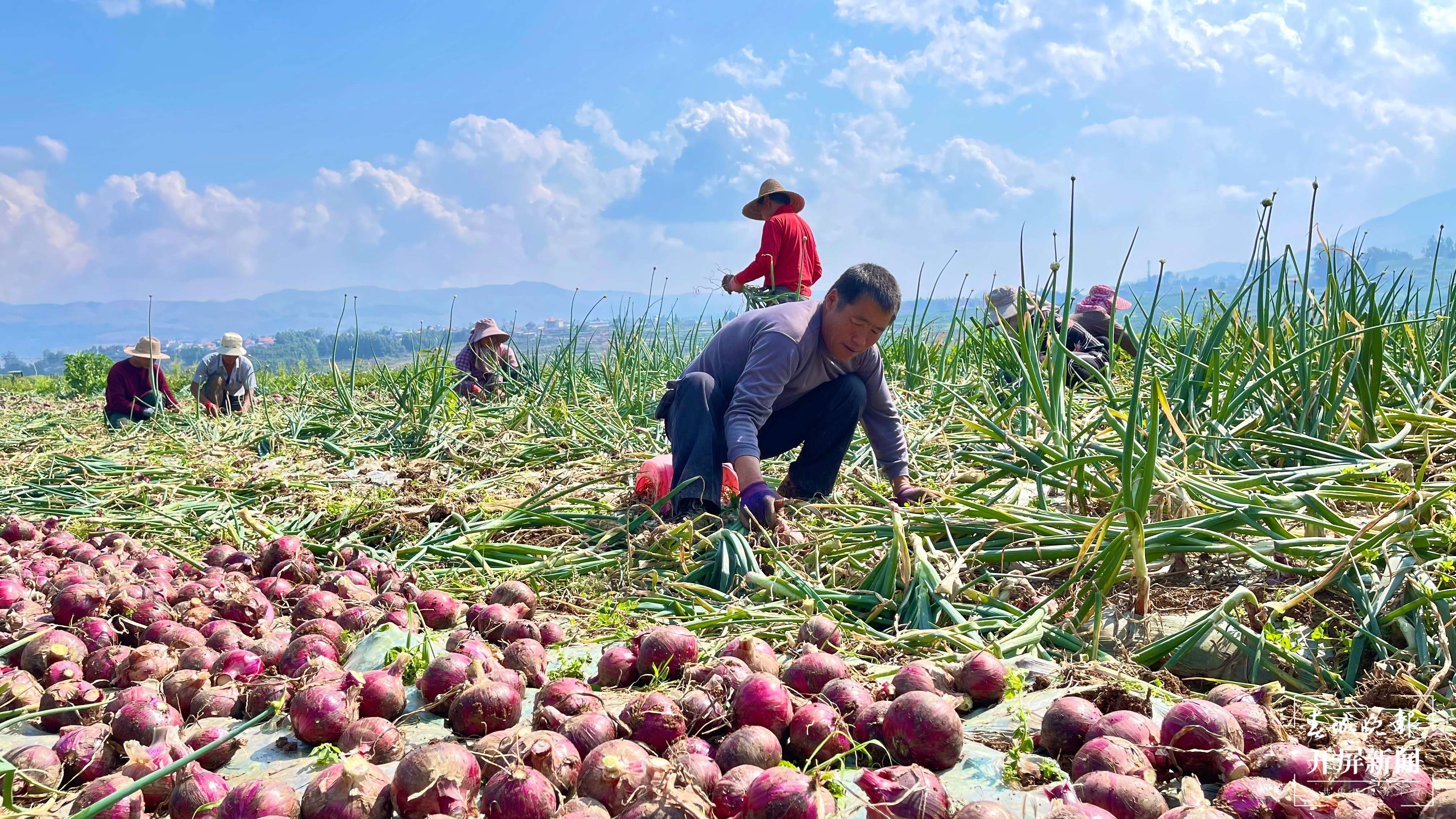 【最美乡愁话建水】面甸洋葱辣 村民日子甜