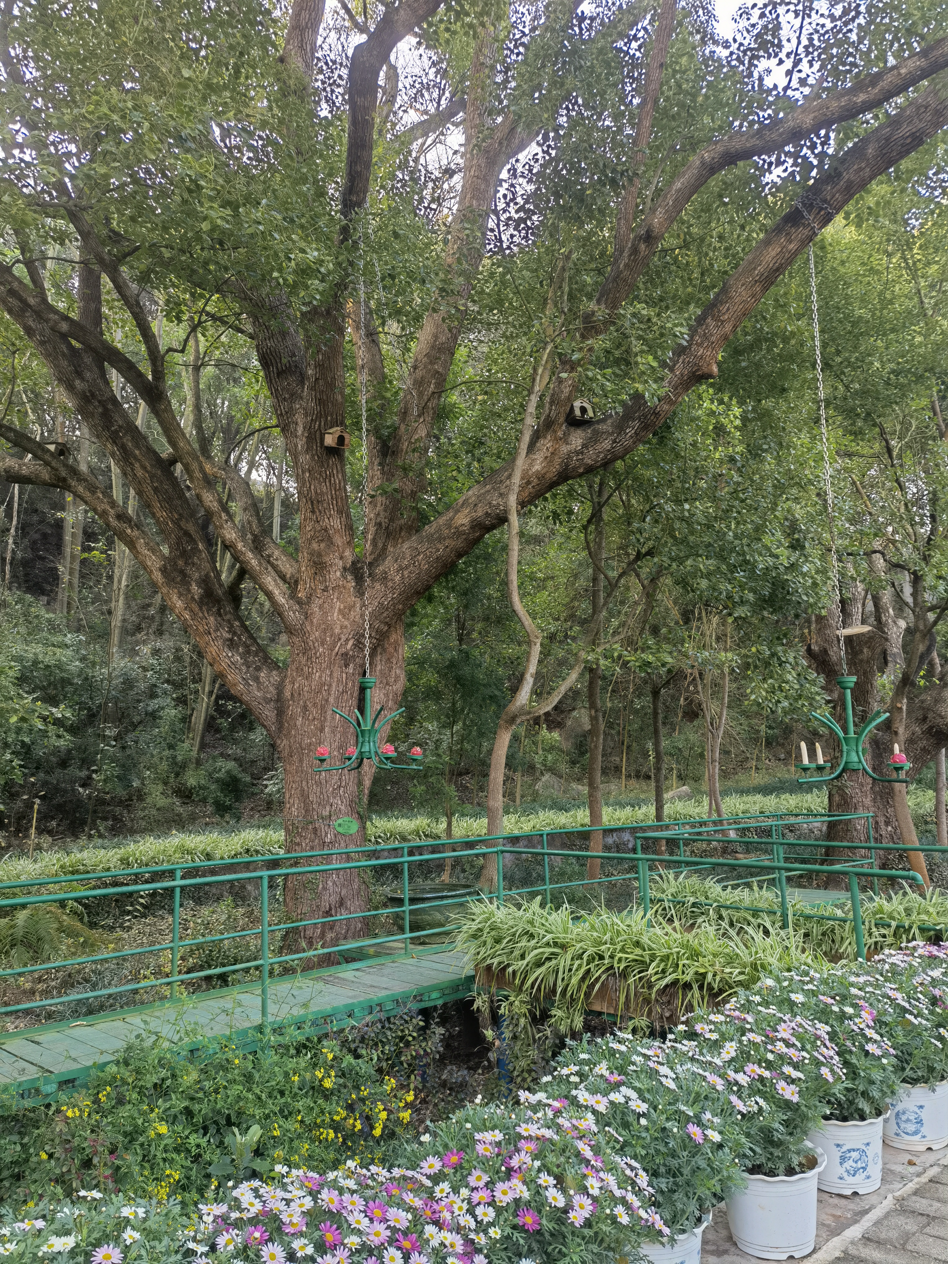 【最美乡愁话建水】建水燕子洞：白腰雨燕的幸福窝