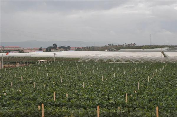 【最美乡愁话建水】建水南庄镇：开拓产业致富新路子