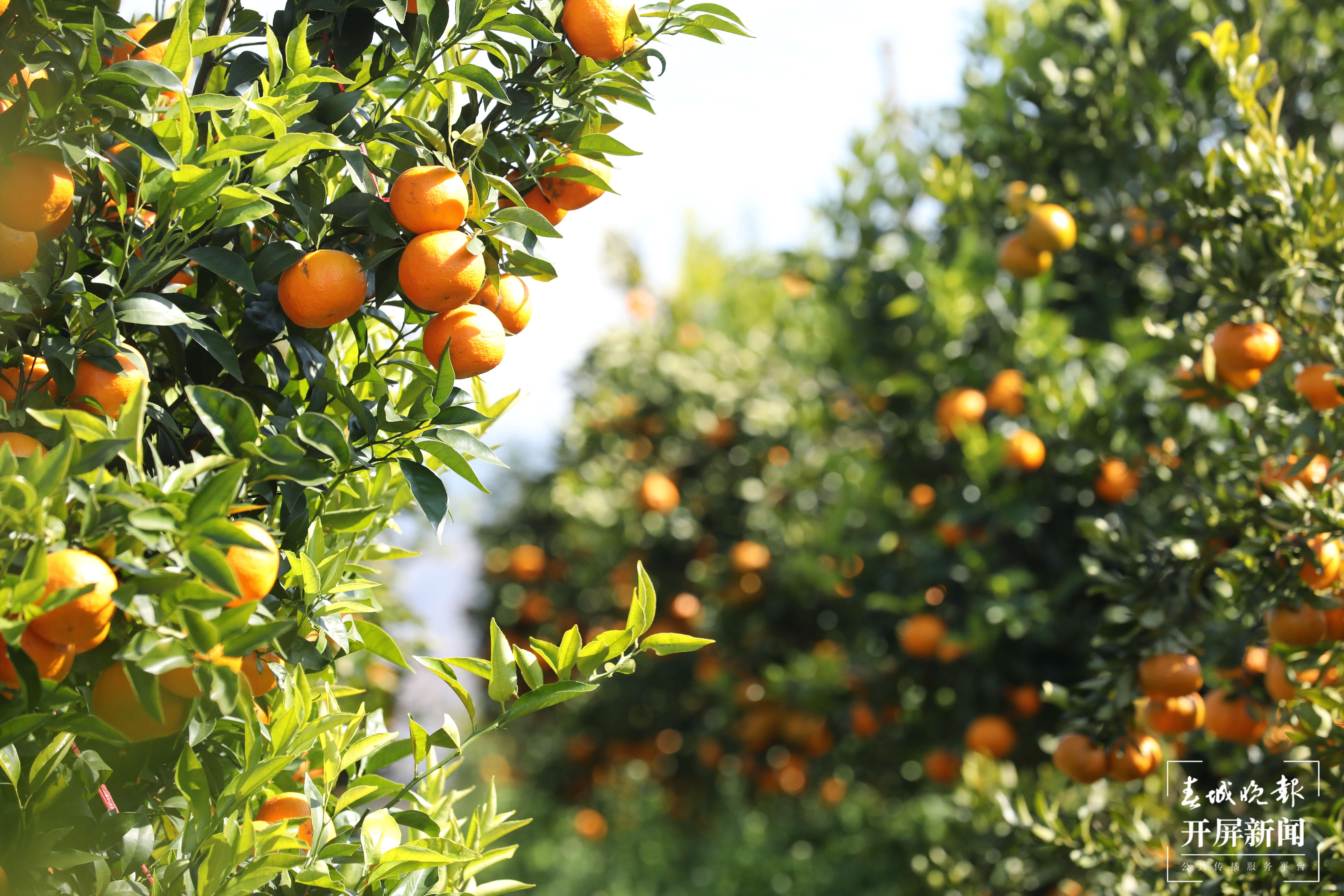 【最美乡愁话建水】官厅镇：插上乡村振兴翅膀的“云上”彝乡