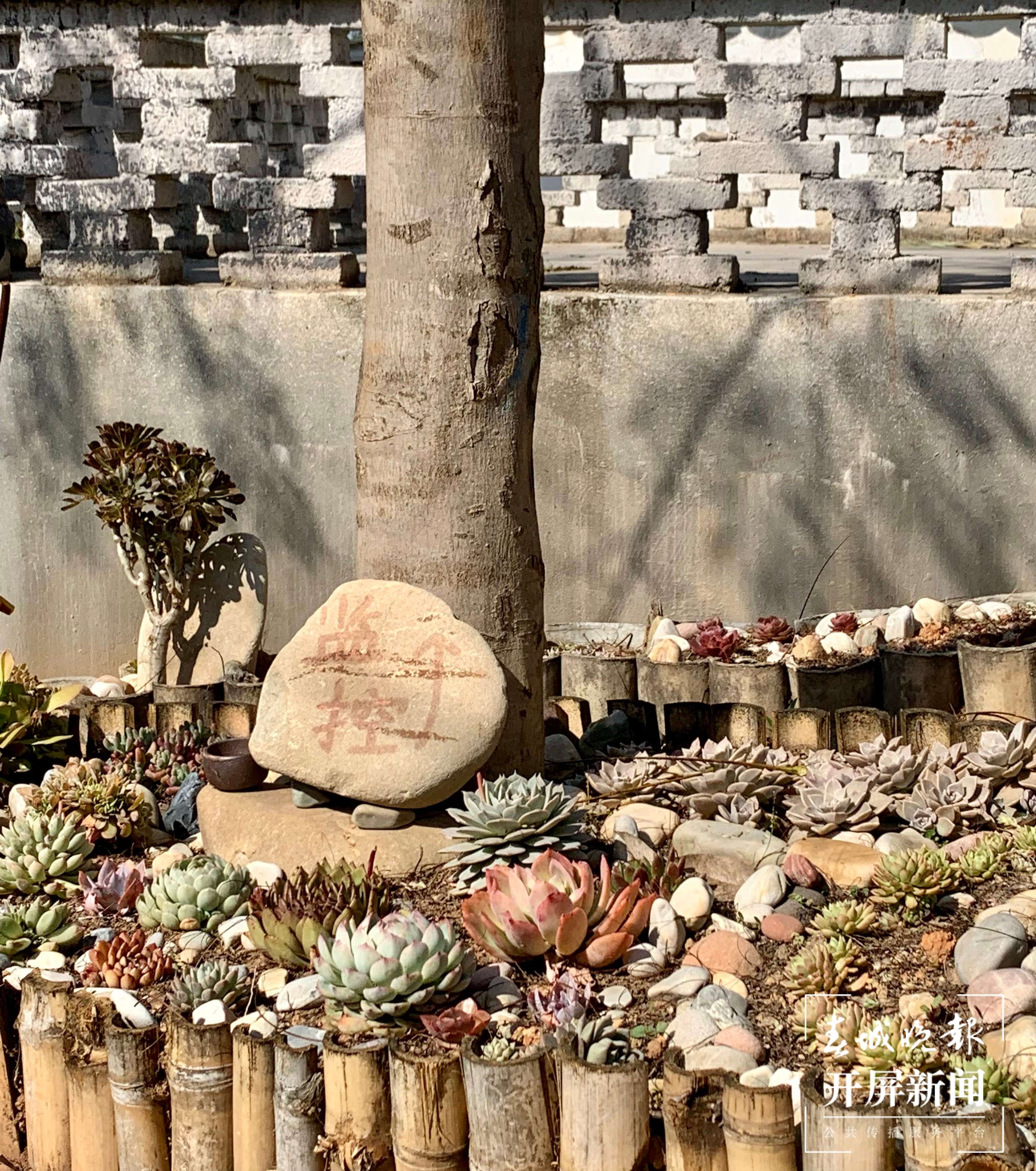 以多肉为媒 共享美丽生活1.jpg