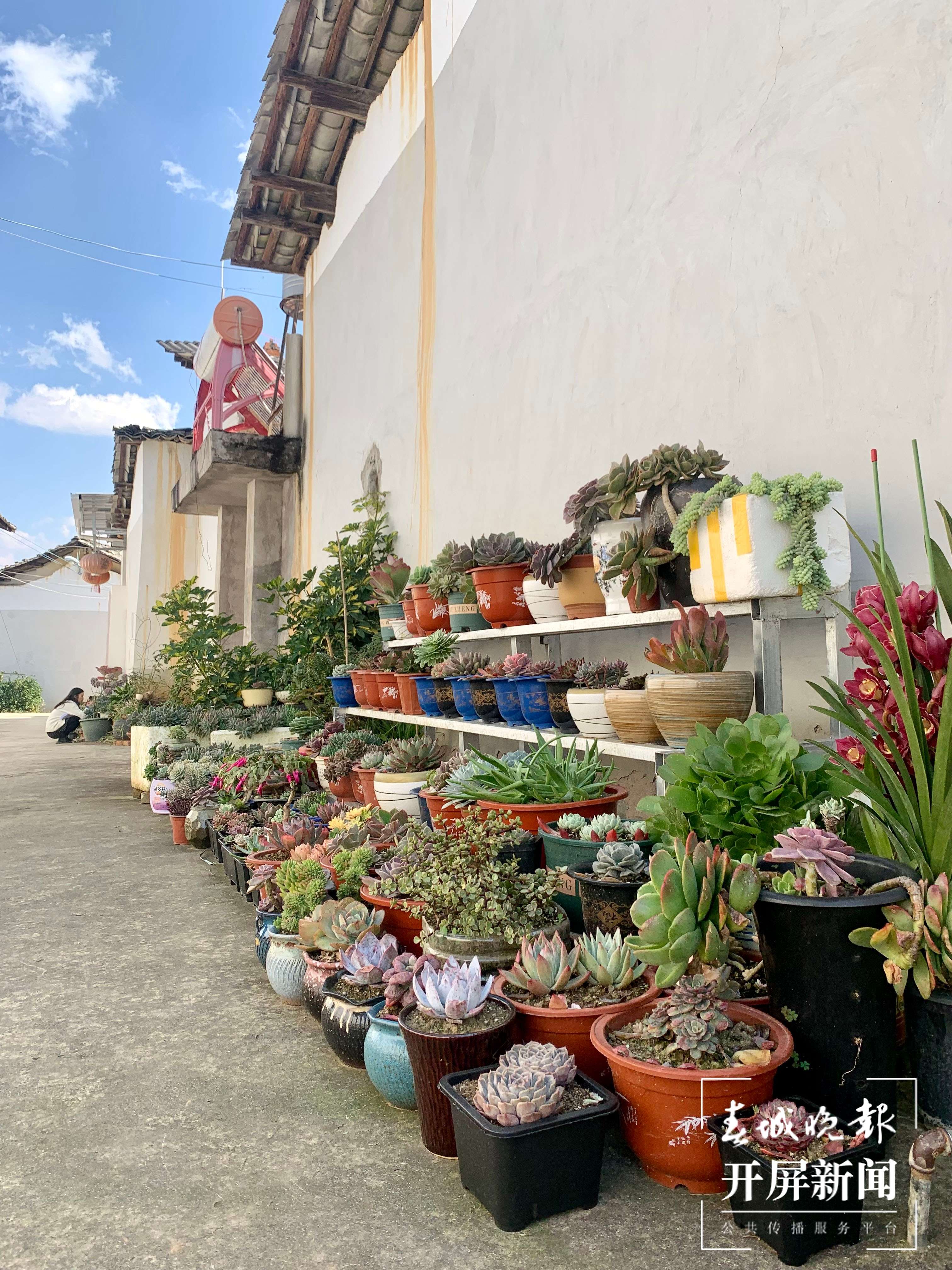以多肉为媒 共享美丽生活5.jpg