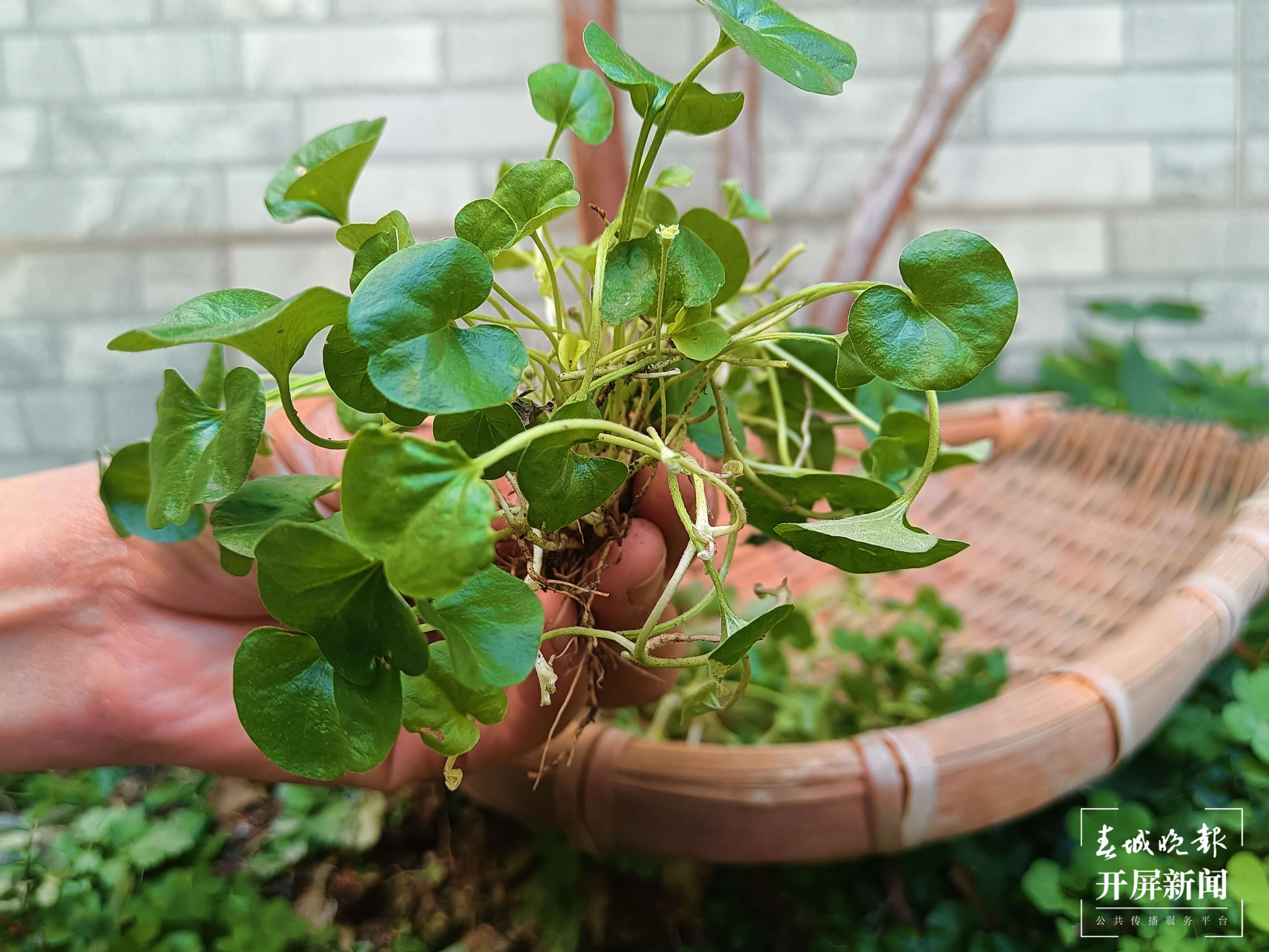 【吃“春”正当时】施甸：香菜（开屏新闻记者 崔敏 通讯员 杨丽娟 摄）