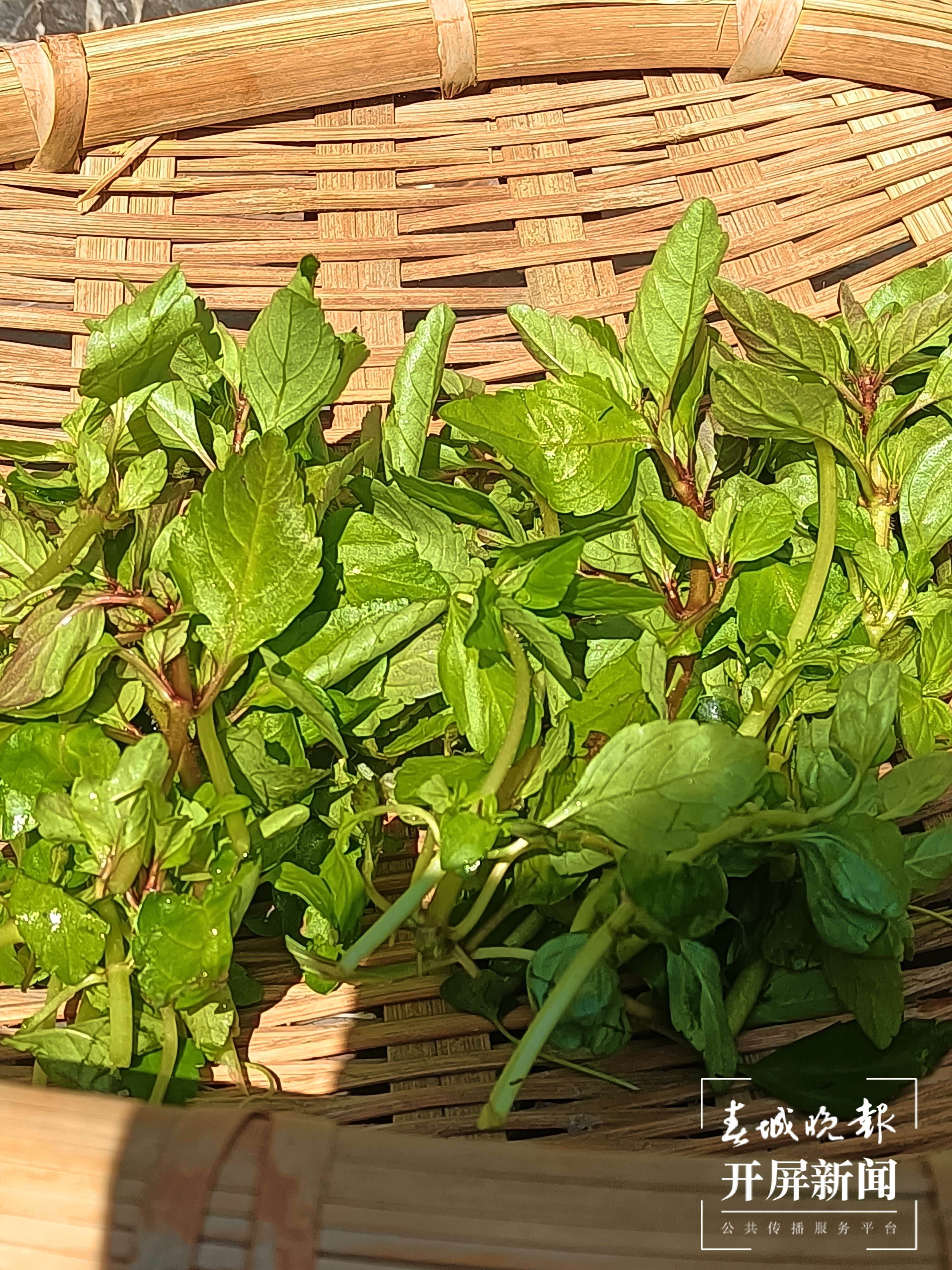 【吃“春”正当时】施甸：香菜（开屏新闻记者 崔敏 通讯员 杨丽娟 摄）