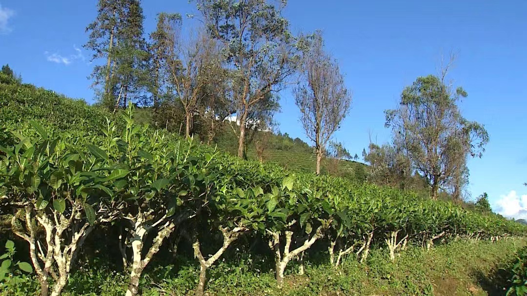 【最美乡愁话建水】建水：“沉睡”老宅活起来 乡愁记忆留下来