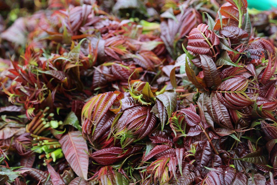 曲靖香椿（开屏记者蒋琼波及通讯员摄影报道）