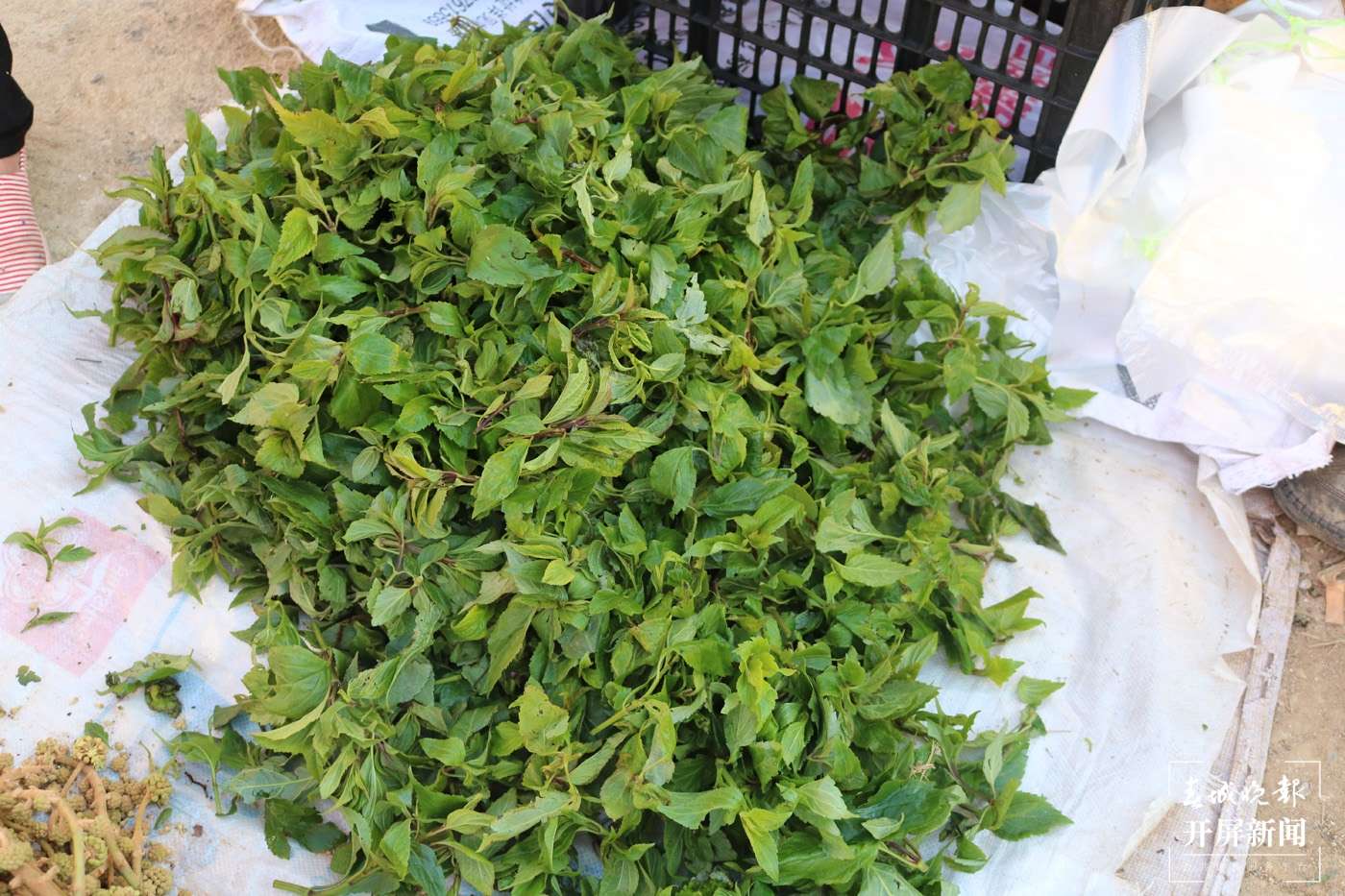 春日来腾冲撷一把清香的野菜 给你满口春天的味道！（崔敏 通讯员 邵宗成 寸待美 陈萍 摄）