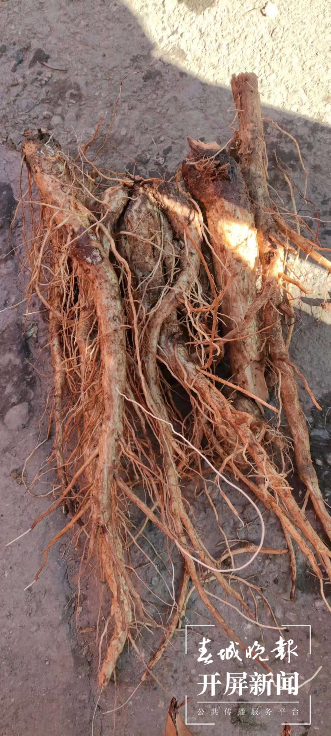 春日来腾冲撷一把清香的野菜 给你满口春天的味道！（崔敏 通讯员 邵宗成 寸待美 陈萍 摄）