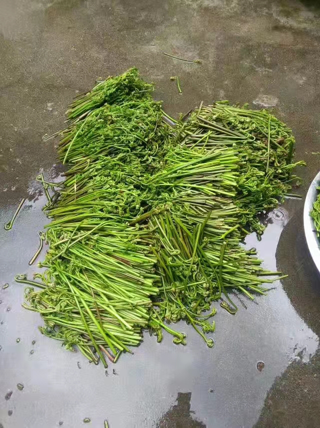 春日来腾冲撷一把清香的野菜 给你满口春天的味道！（崔敏 通讯员 邵宗成 寸待美 陈萍 摄）