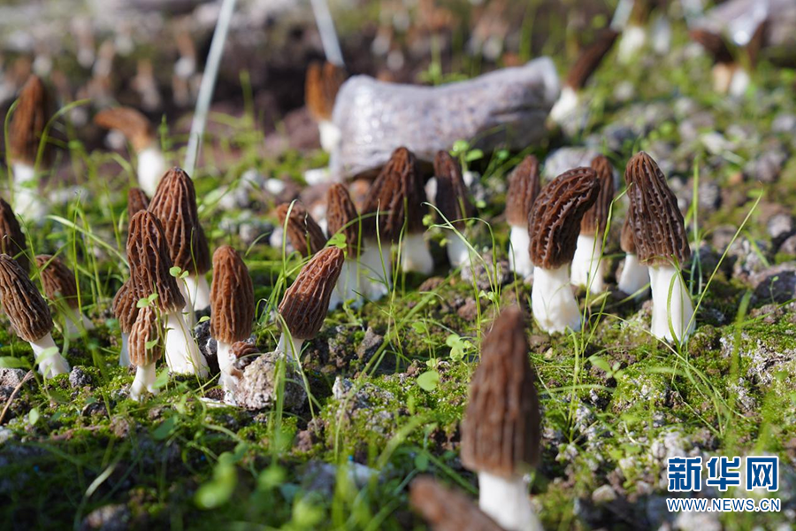 云南牟定羊肚菌抢“鲜”上市（图据新华网）