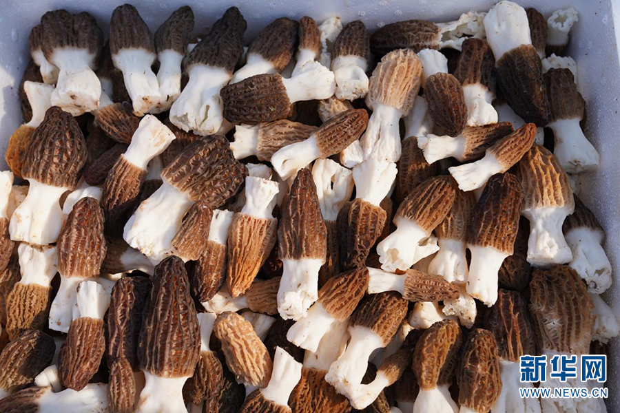 云南牟定羊肚菌抢“鲜”上市（图据新华网）