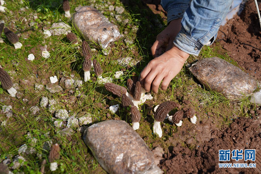 云南牟定羊肚菌抢“鲜”上市（图据新华网）