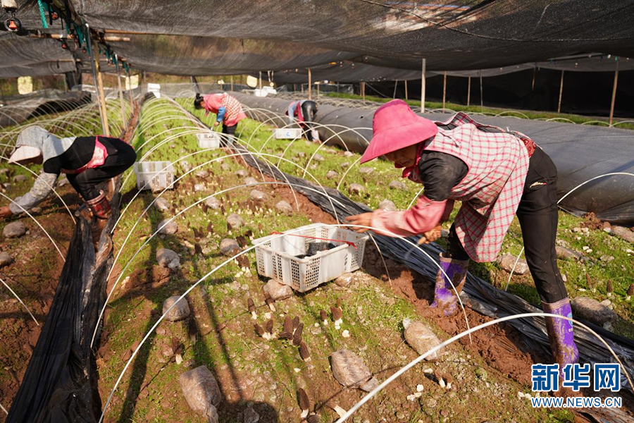 云南牟定羊肚菌抢“鲜”上市（图据新华网）