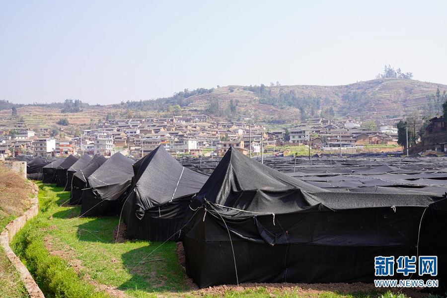 云南牟定羊肚菌抢“鲜”上市（图据新华网）