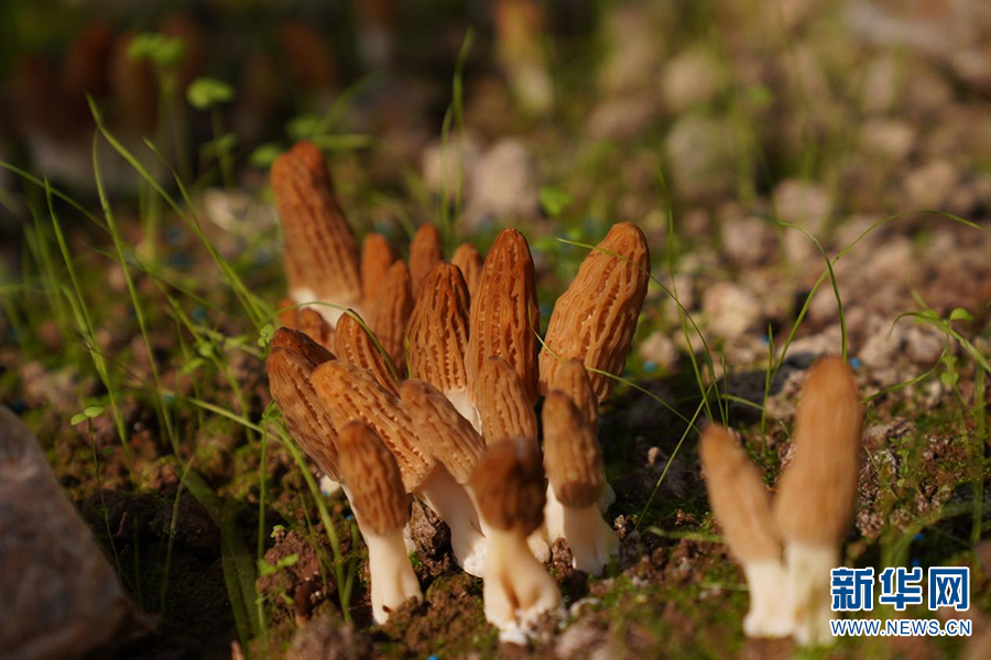 云南牟定羊肚菌抢“鲜”上市（图据新华网）