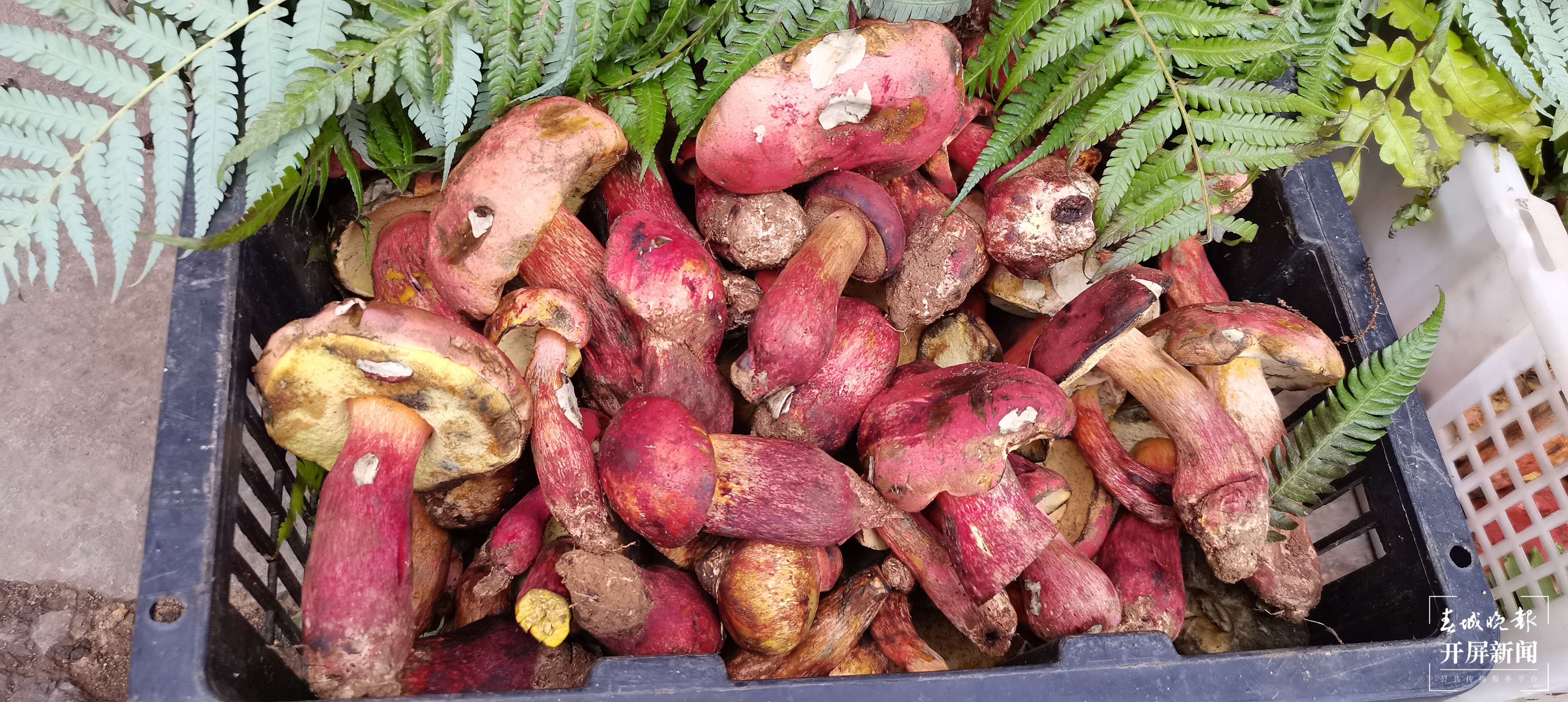 昆明见手青上市（云南木水花野生菌交易中心 供图）