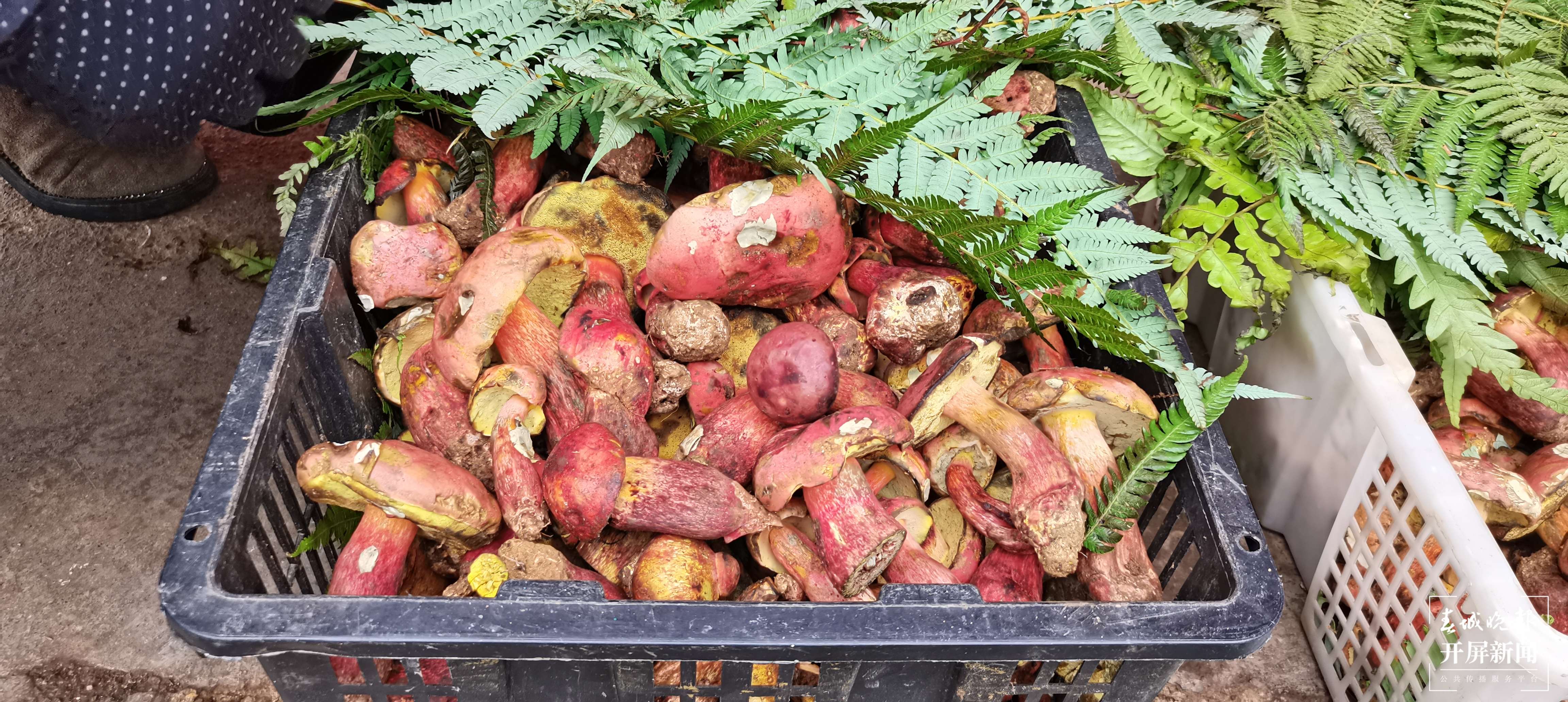 昆明见手青上市（云南木水花野生菌交易中心 供图）
