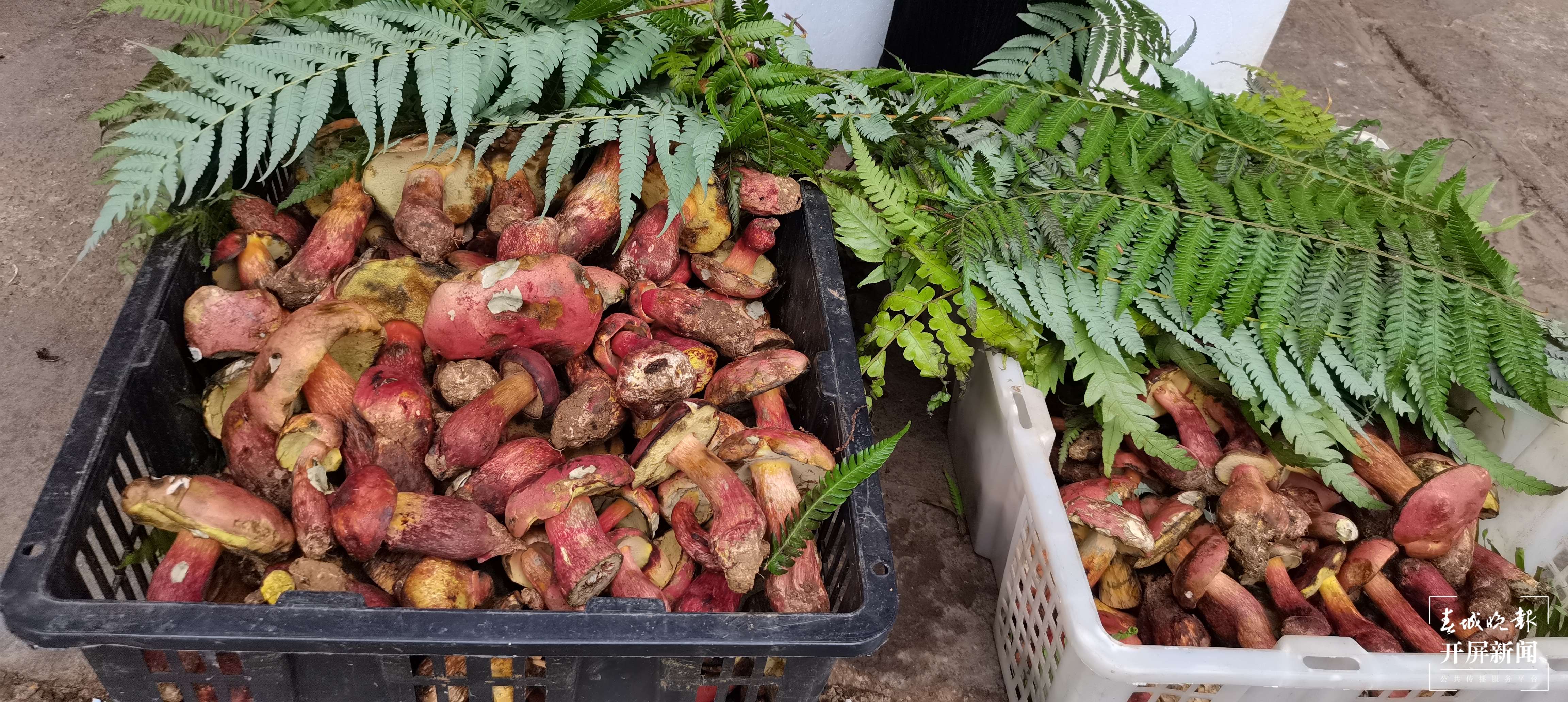 昆明见手青上市（云南木水花野生菌交易中心 供图）