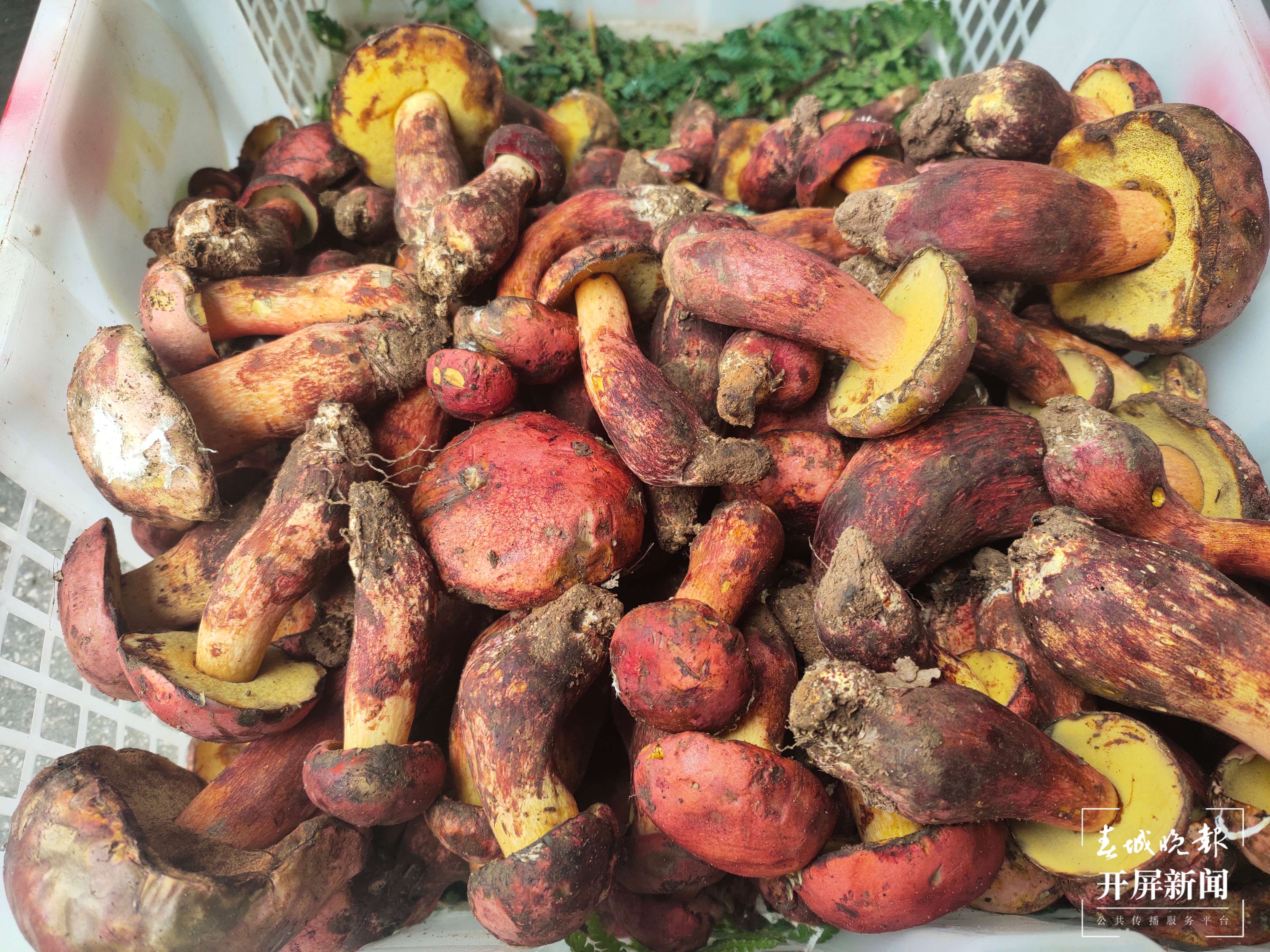 见手青（开屏新闻记者 孙江荭 摄）