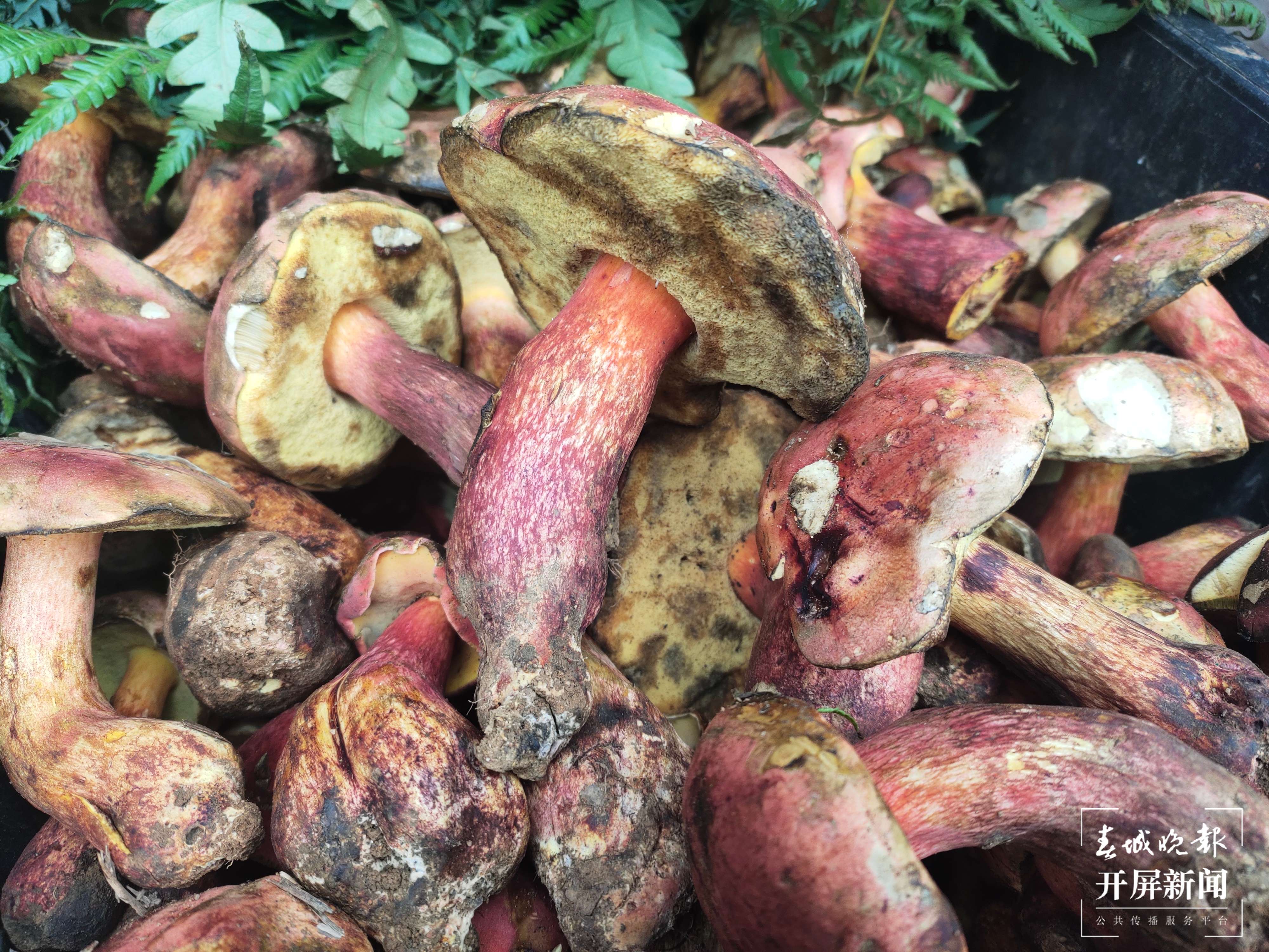 见手青（开屏新闻记者 孙江荭 摄）