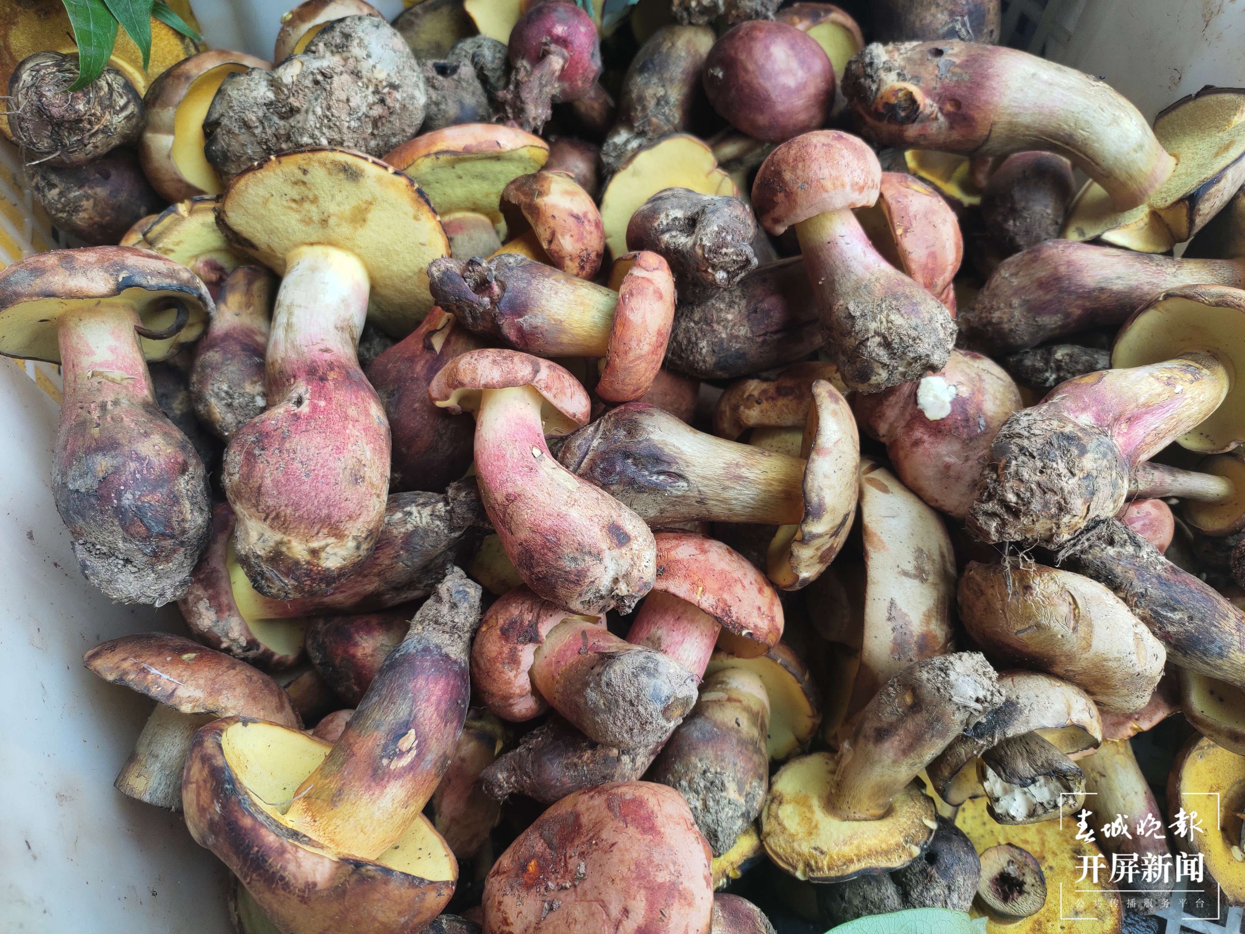 可以尝鲜了!云南见手青上市量增加,精品1200元/公斤 春城晚报-开屏新闻记者 孙江荭 摄影报道