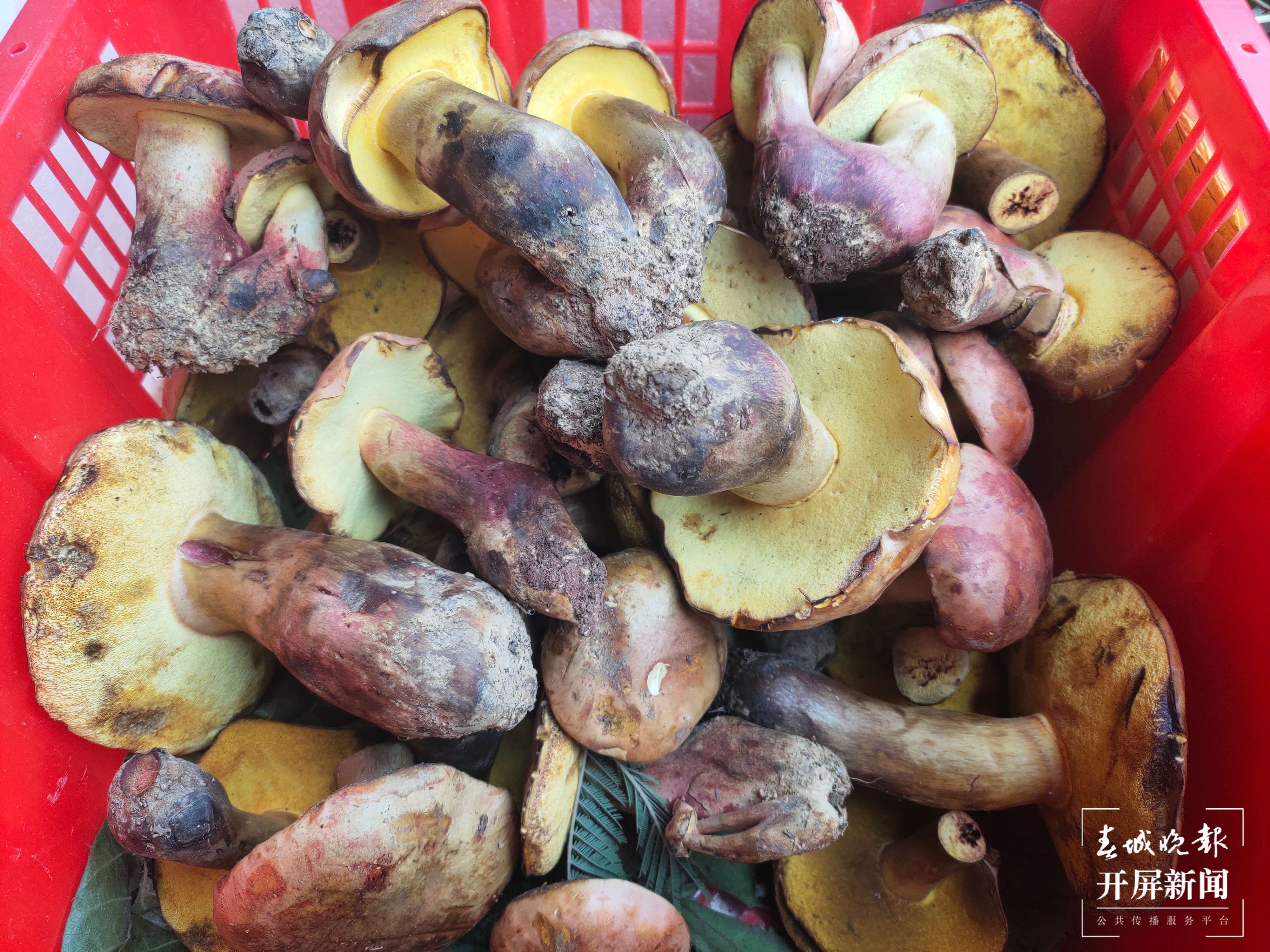 可以尝鲜了!云南见手青上市量增加,精品1200元/公斤 春城晚报-开屏新闻记者 孙江荭 摄影报道