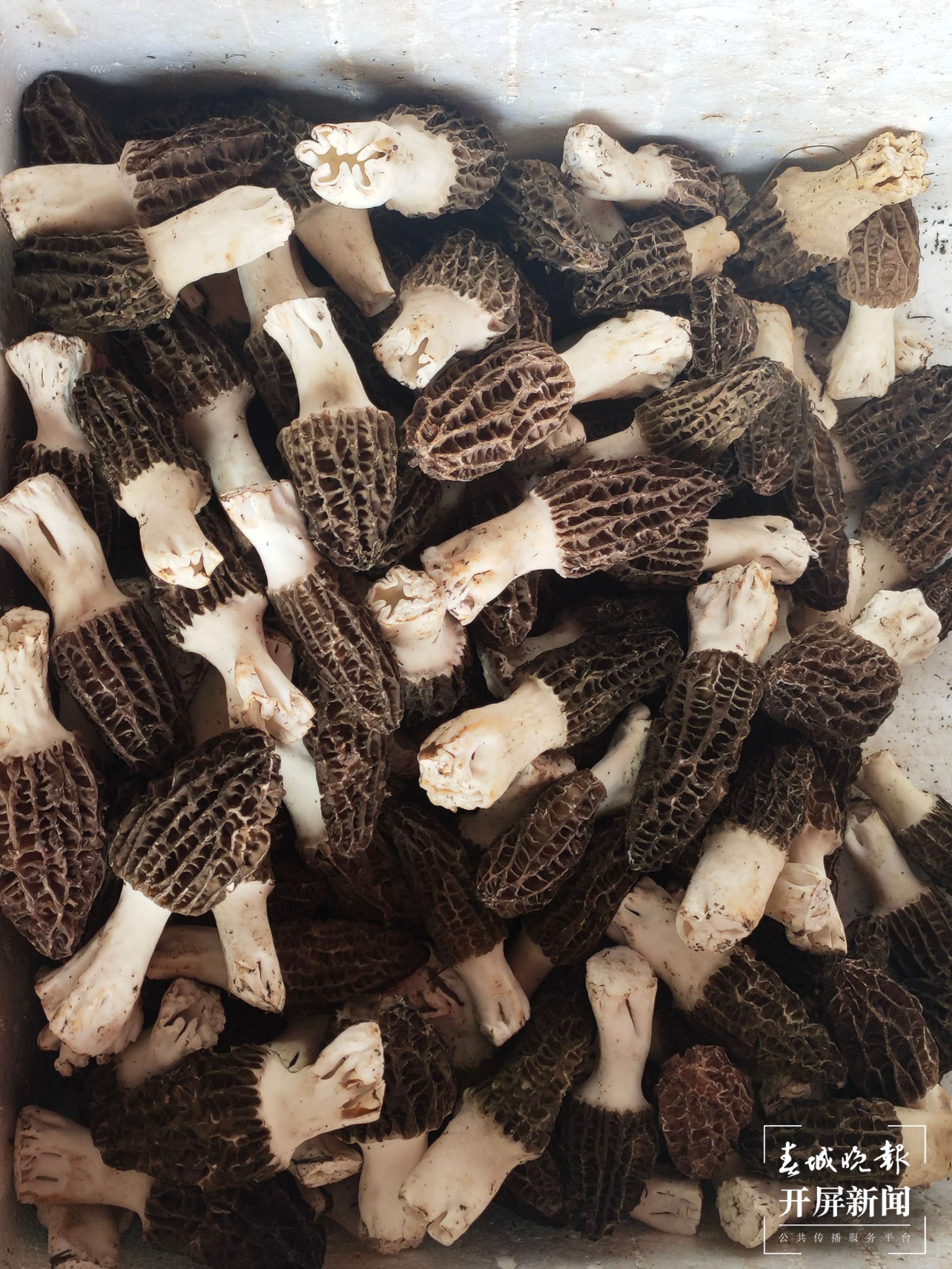 可以尝鲜了!云南见手青上市量增加,精品1200元/公斤 春城晚报-开屏新闻记者 孙江荭 摄影报道