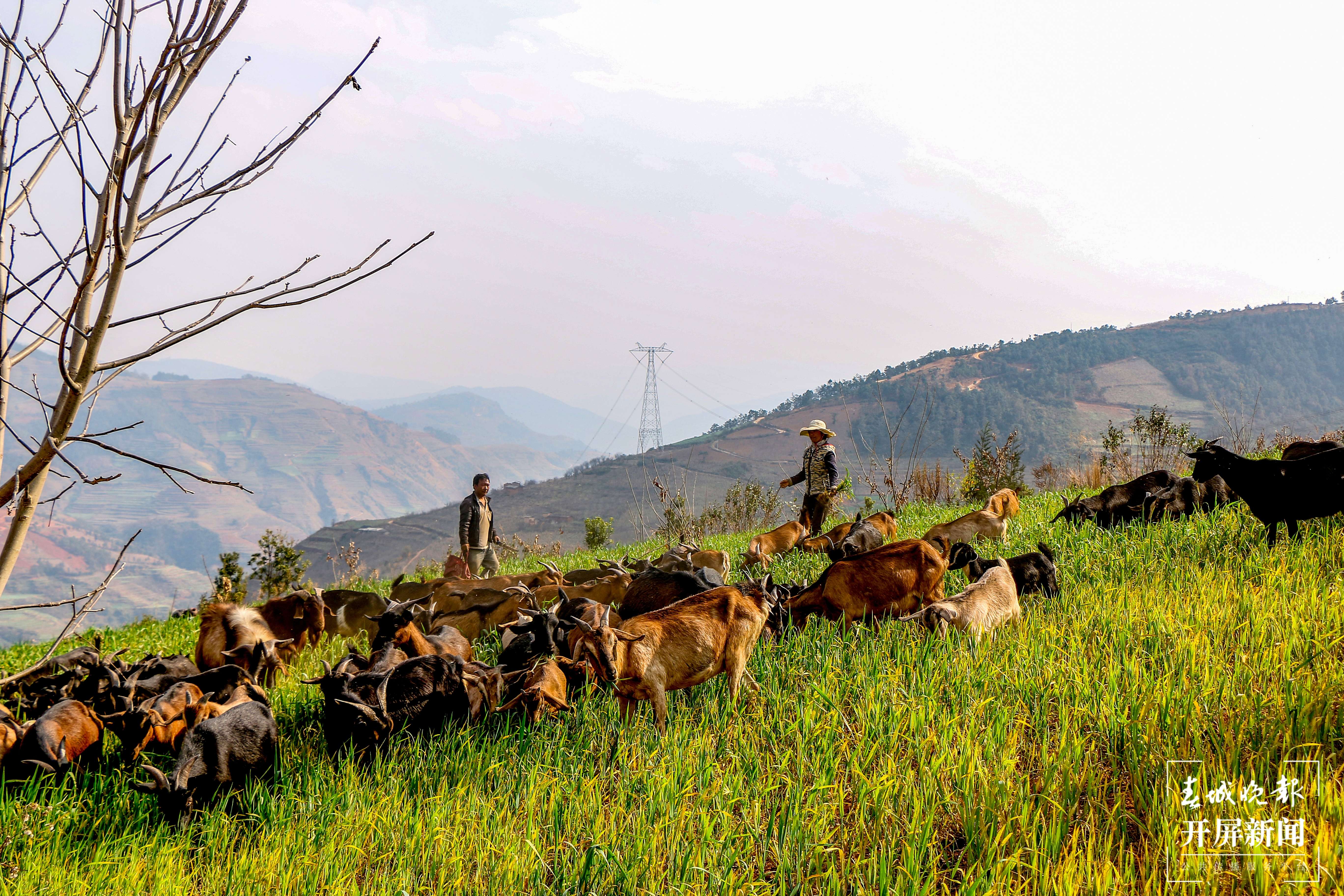 【建功新时代 跑出加速度】禄劝：乡村振兴加速跑
