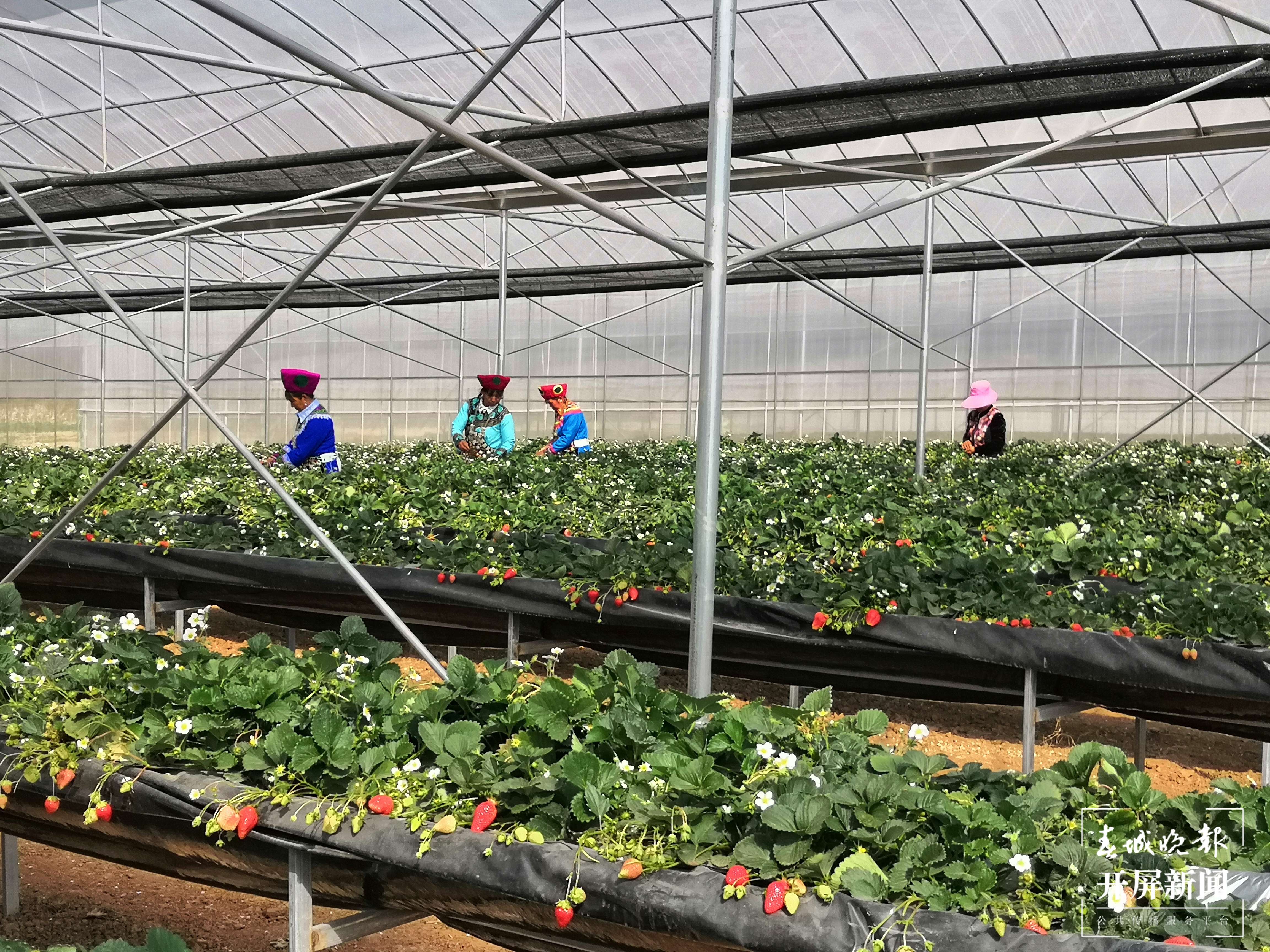 【建功新时代 跑出加速度】禄劝：乡村振兴加速跑