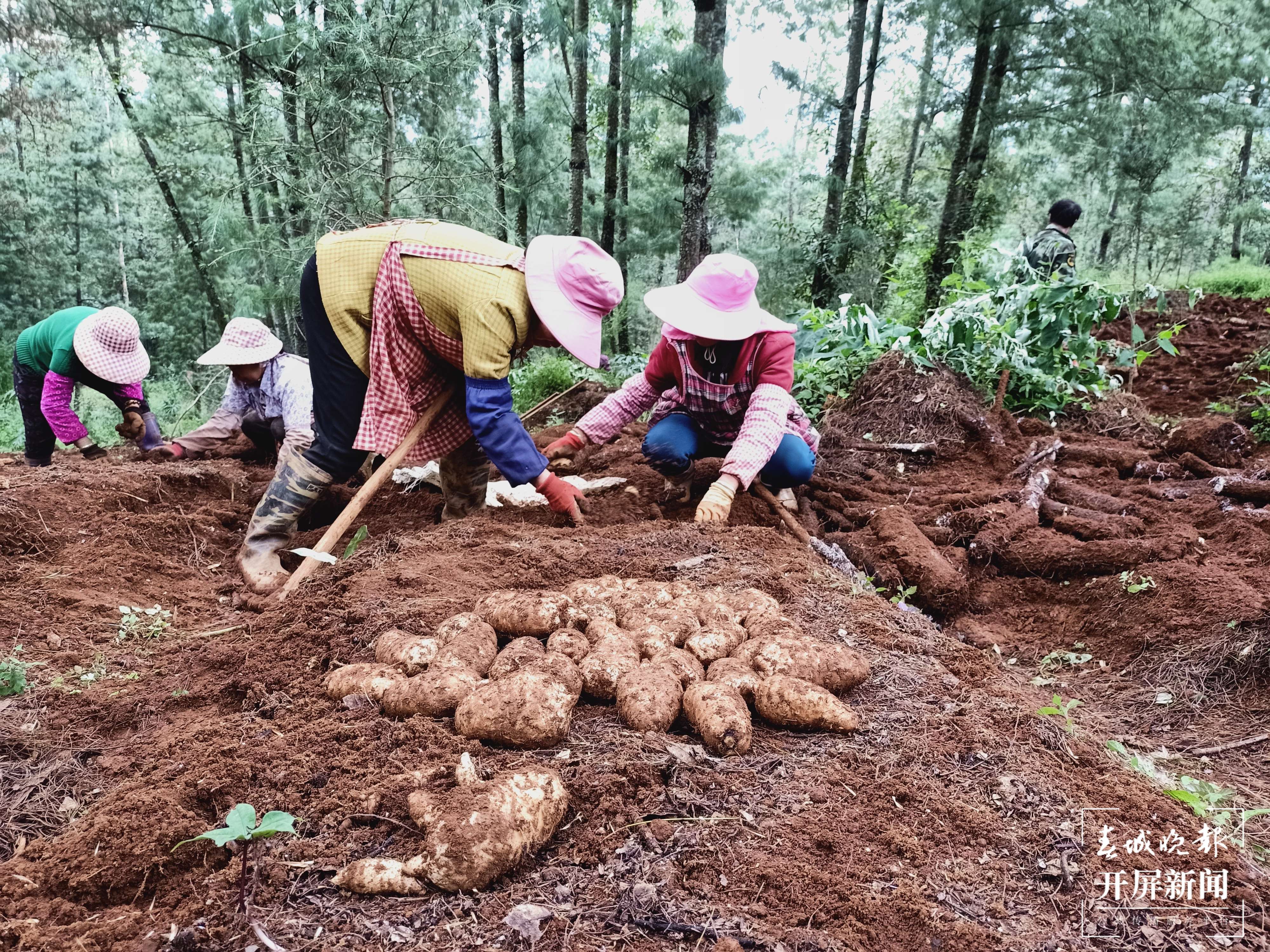【建功新时代 跑出加速度】禄劝：乡村振兴加速跑