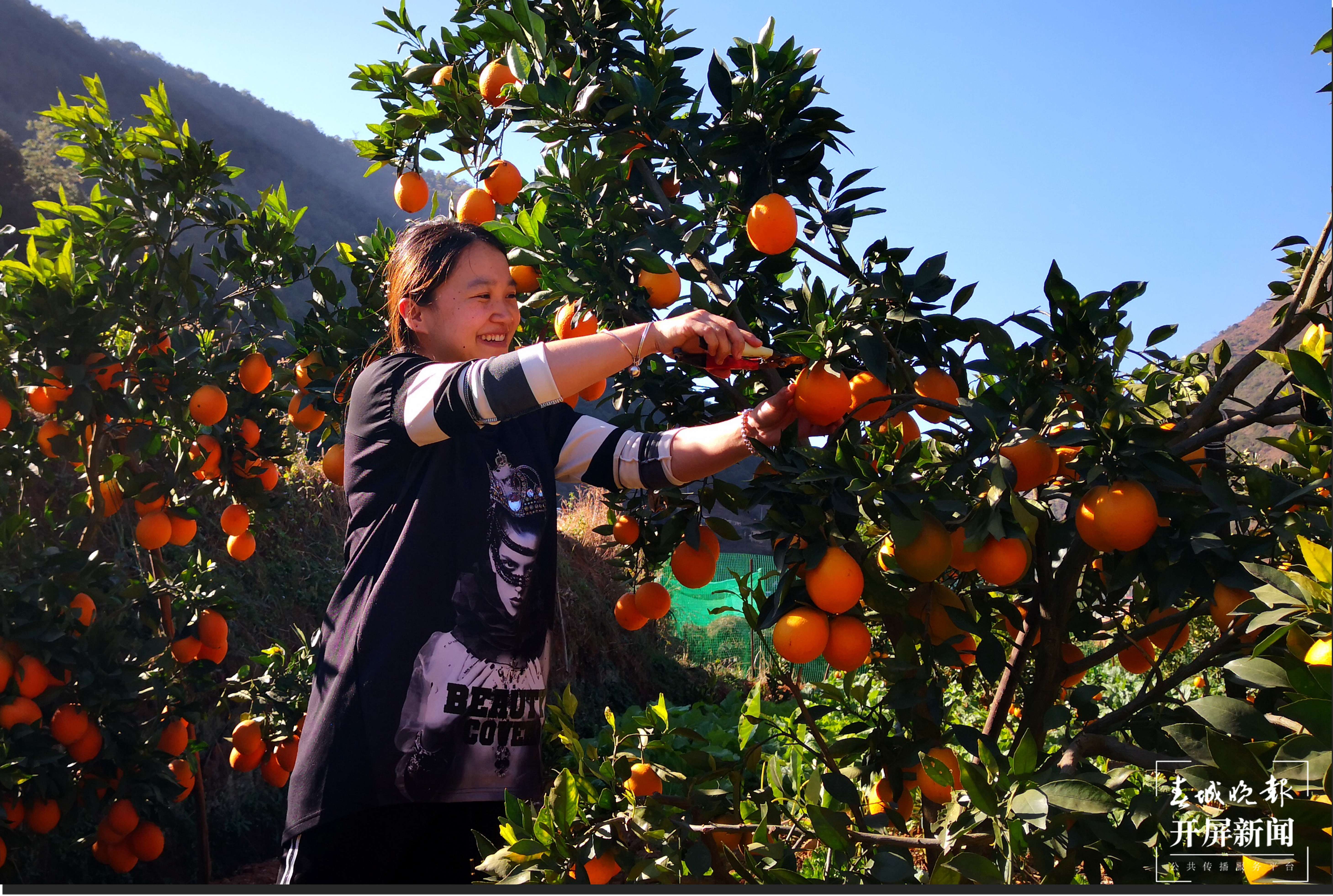 【建功新时代 跑出加速度】禄劝：乡村振兴加速跑