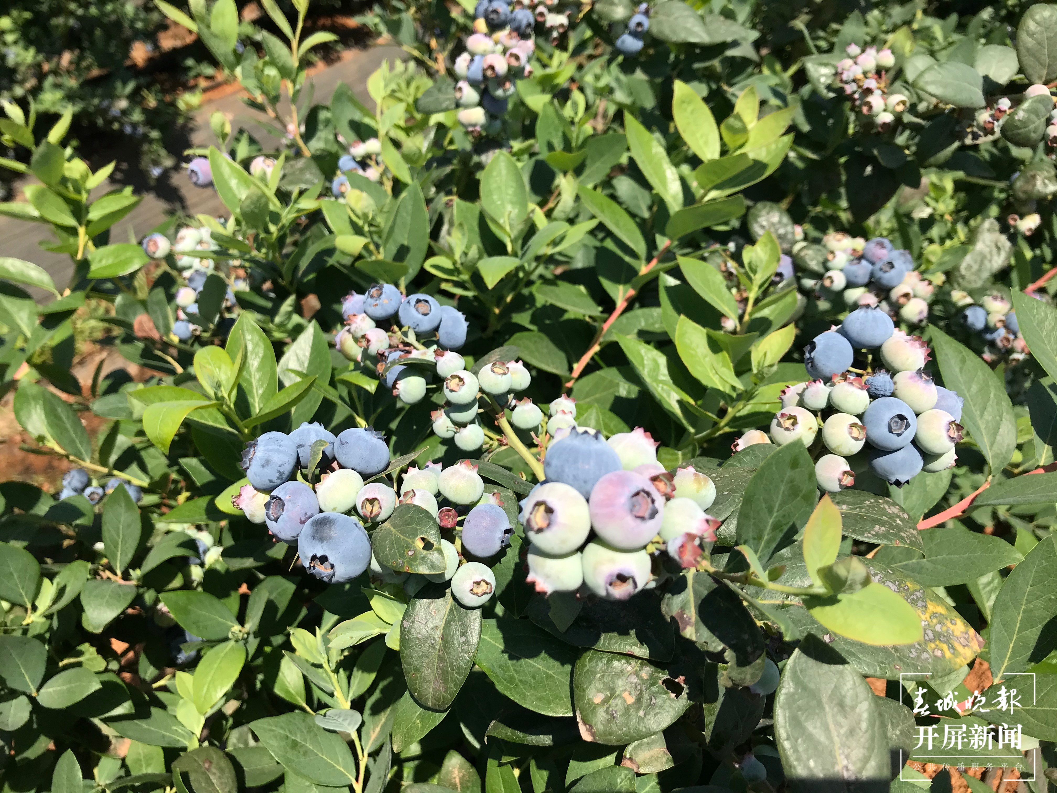 果未成熟已销空！抚仙湖畔蓝莓集中成熟急需大量采果工人（来源 春城晚报-开屏新闻记者 李春丽摄影报道）
