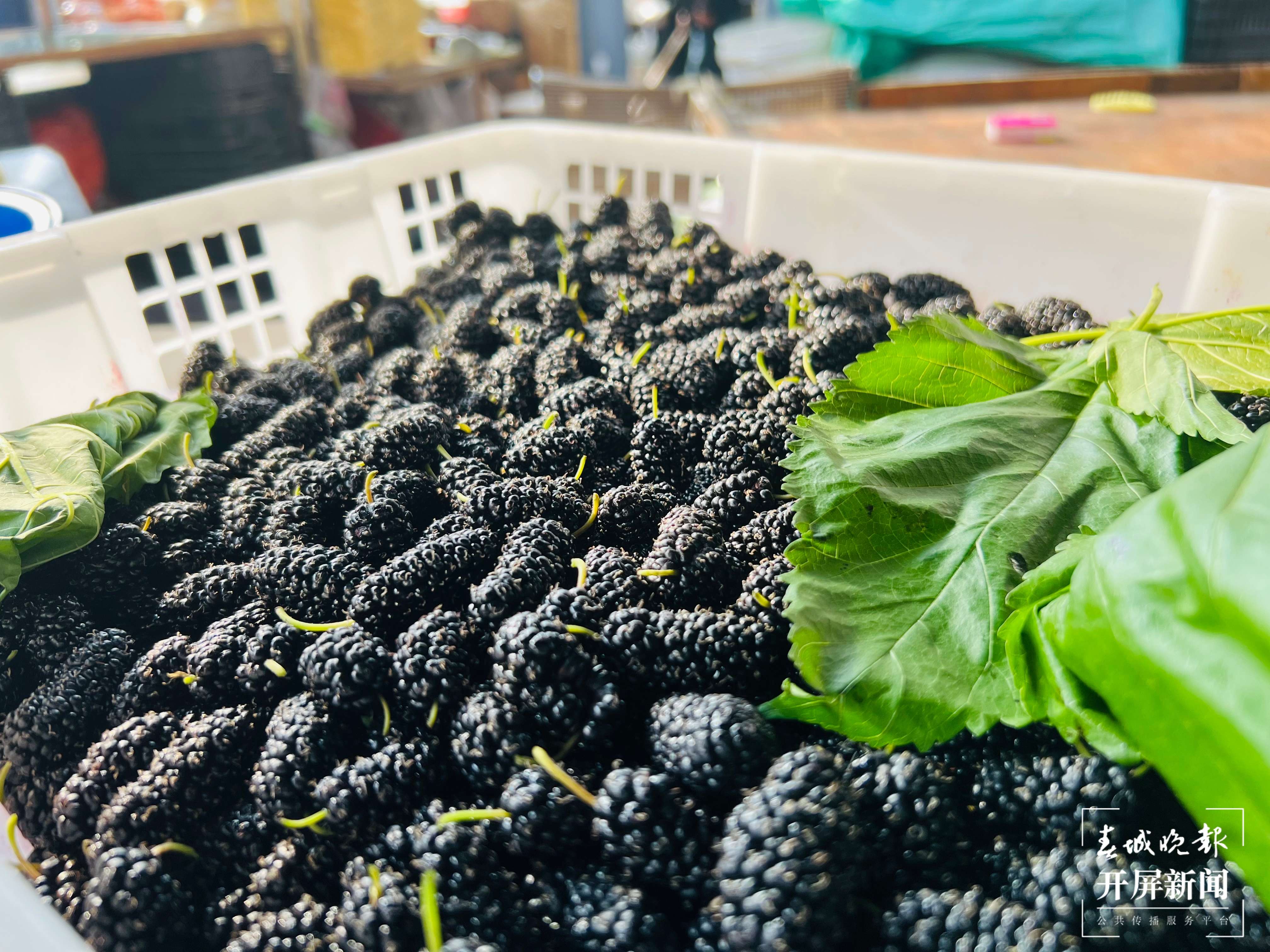 曲靖樱桃、桑葚（开屏新闻记者 蒋琼波 摄）