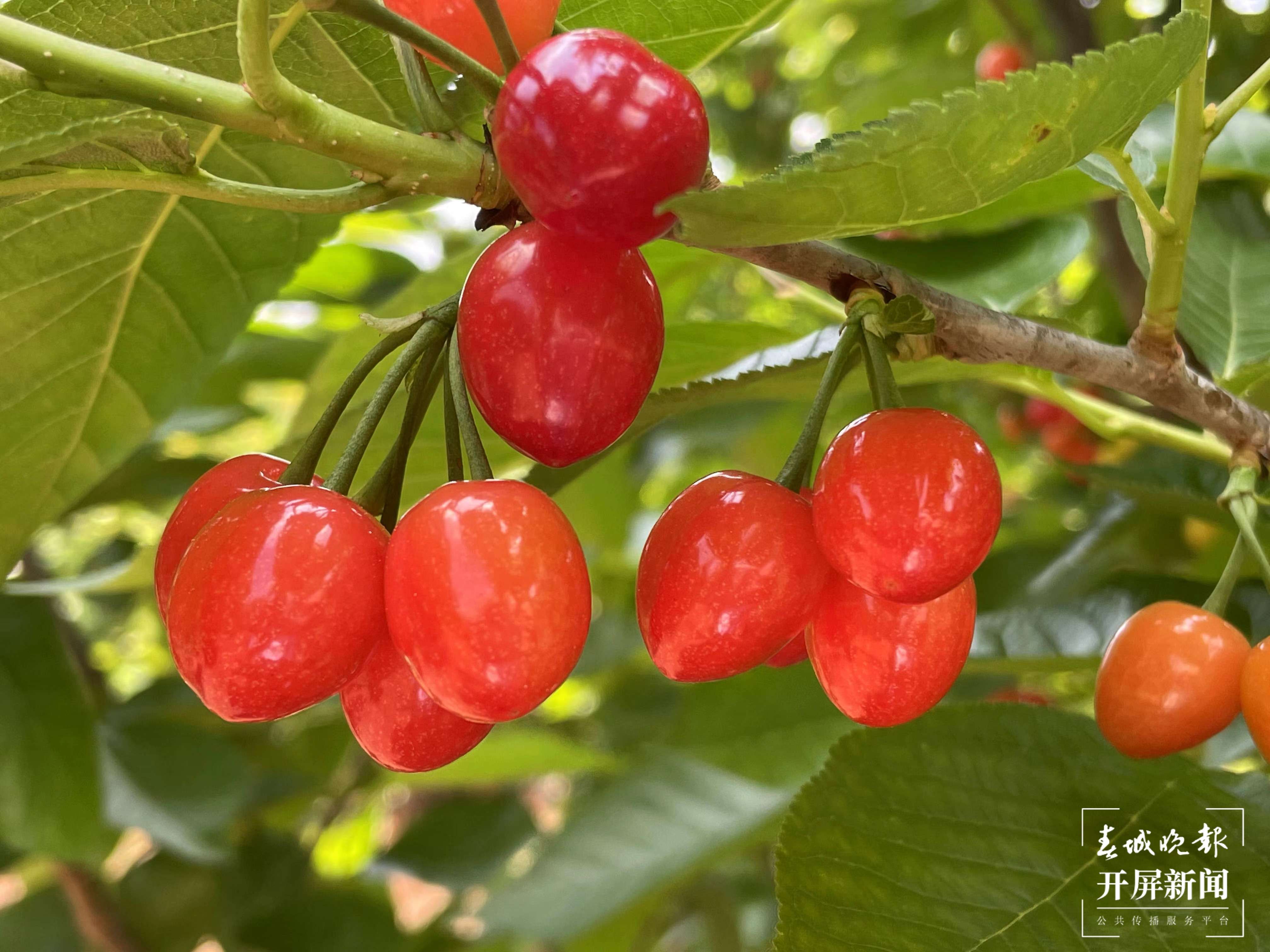 红玛瑙挂枝头，曲靖会泽马路乡的樱桃熟了！ 春城晚报-开屏新闻记者 蒋琼波 通讯员 陈冉 摄影报道