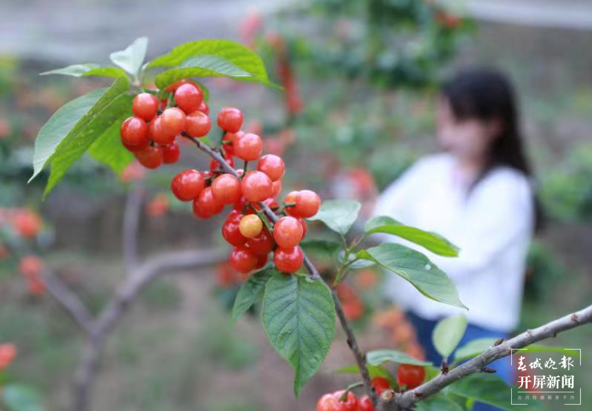 西山近千亩浪漫樱桃采摘季到了（张勇 通讯员 王利娟 吴慧芳 汤瑀煖 摄）
