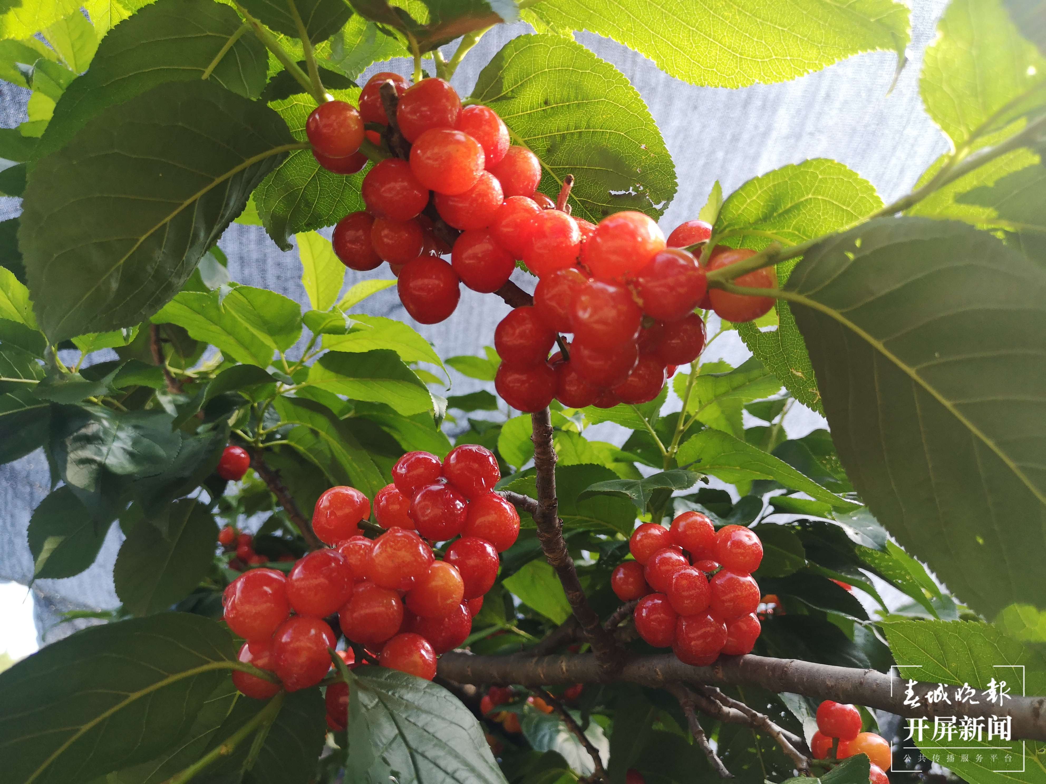 【赏春地图】尝鲜果品美食正当时，昭通鲁甸12000亩樱桃红啦！（开屏新闻记者 申时勋 通讯员 陈忠华 摄）