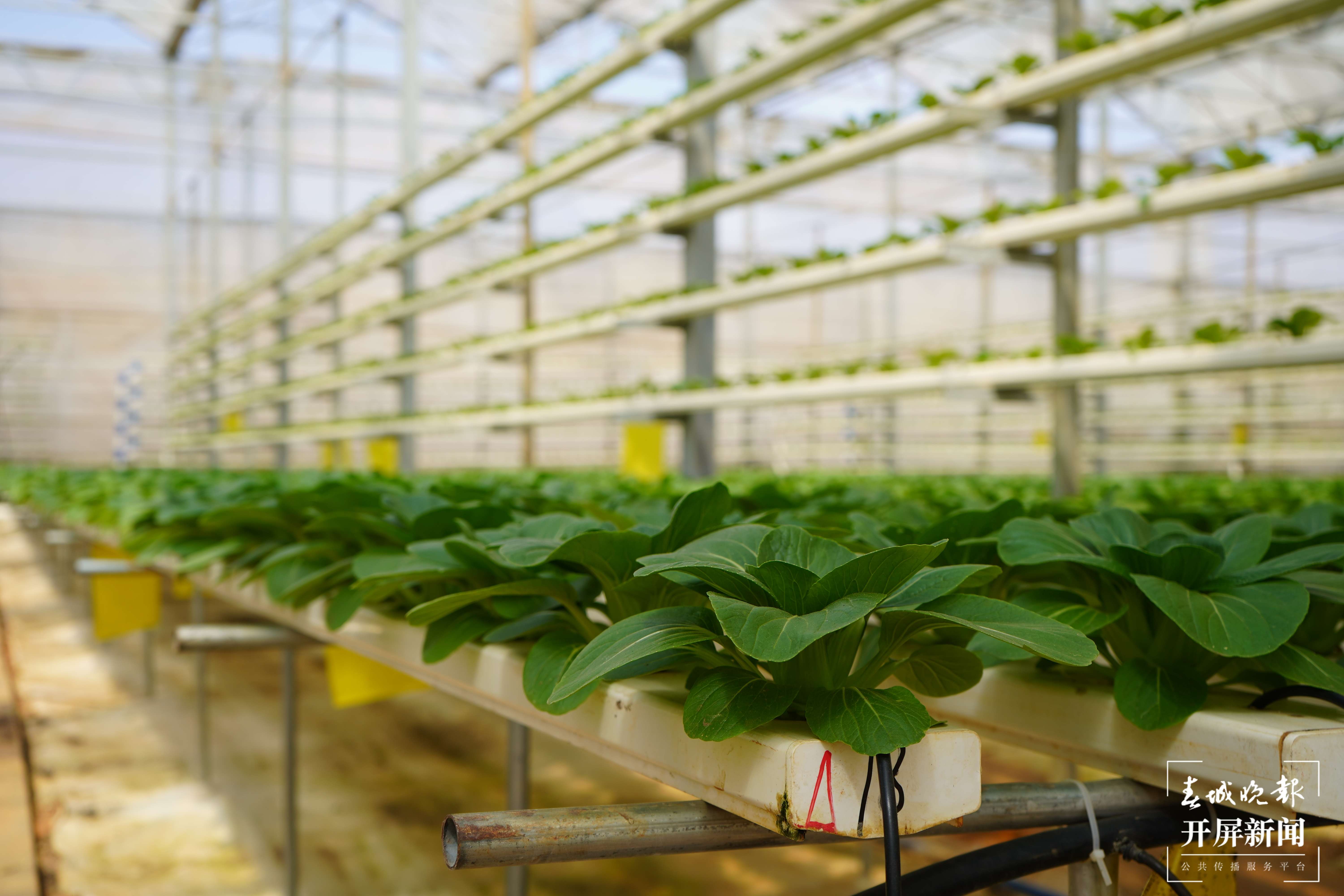 蔬菜长“水”上 绿色又时尚1.jpg